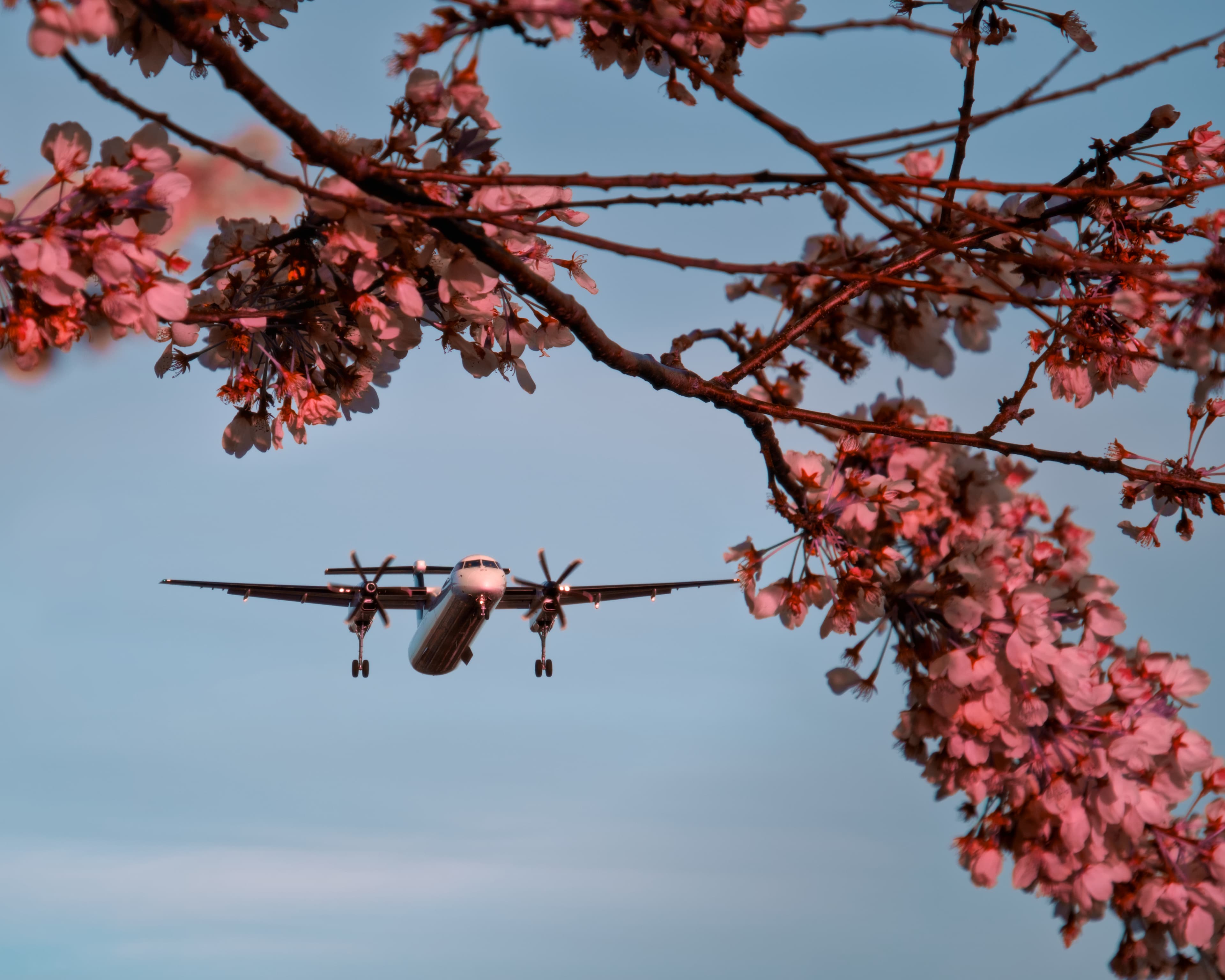 Cherry blossom plane