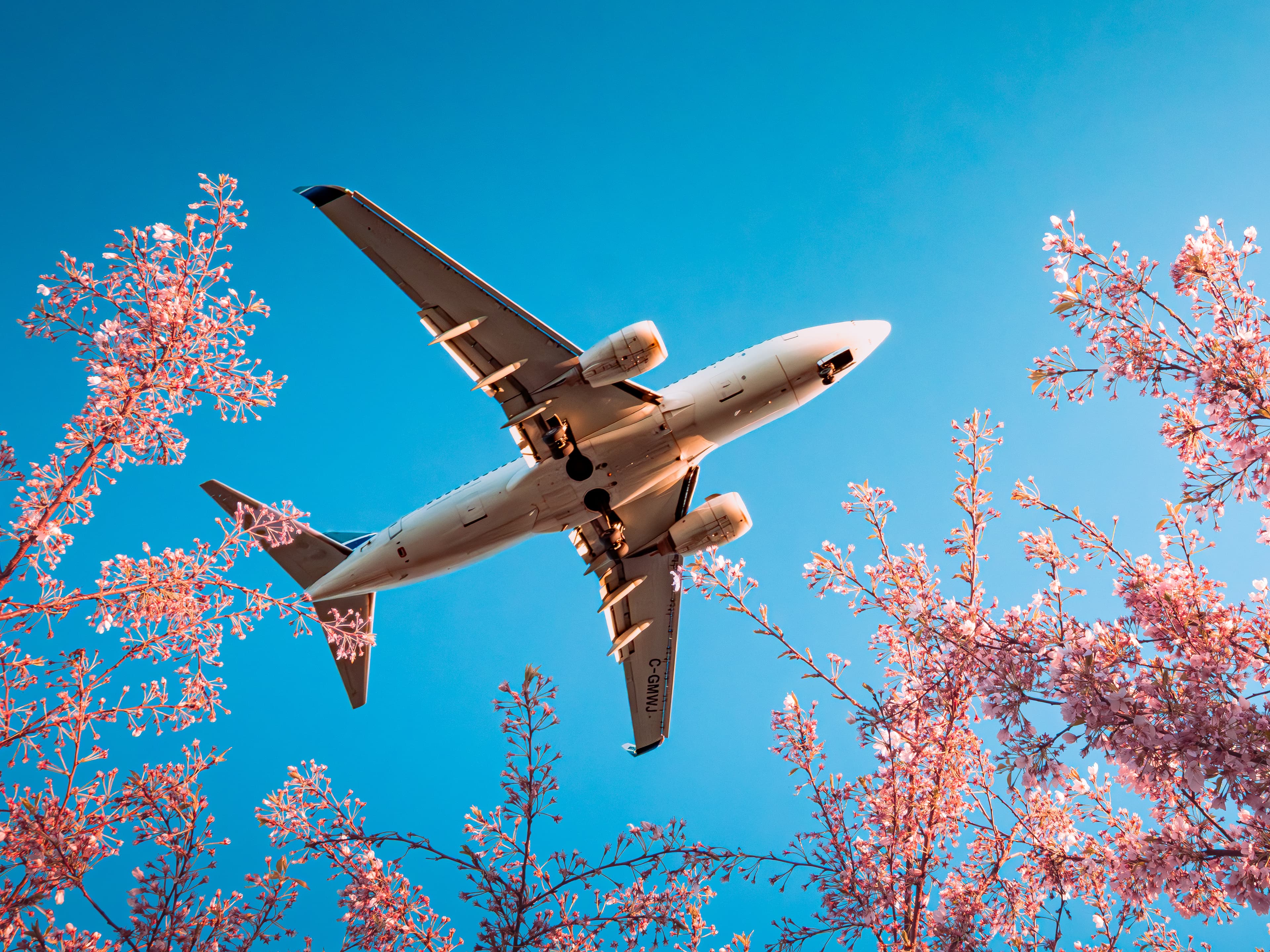 Cherry blossom plane