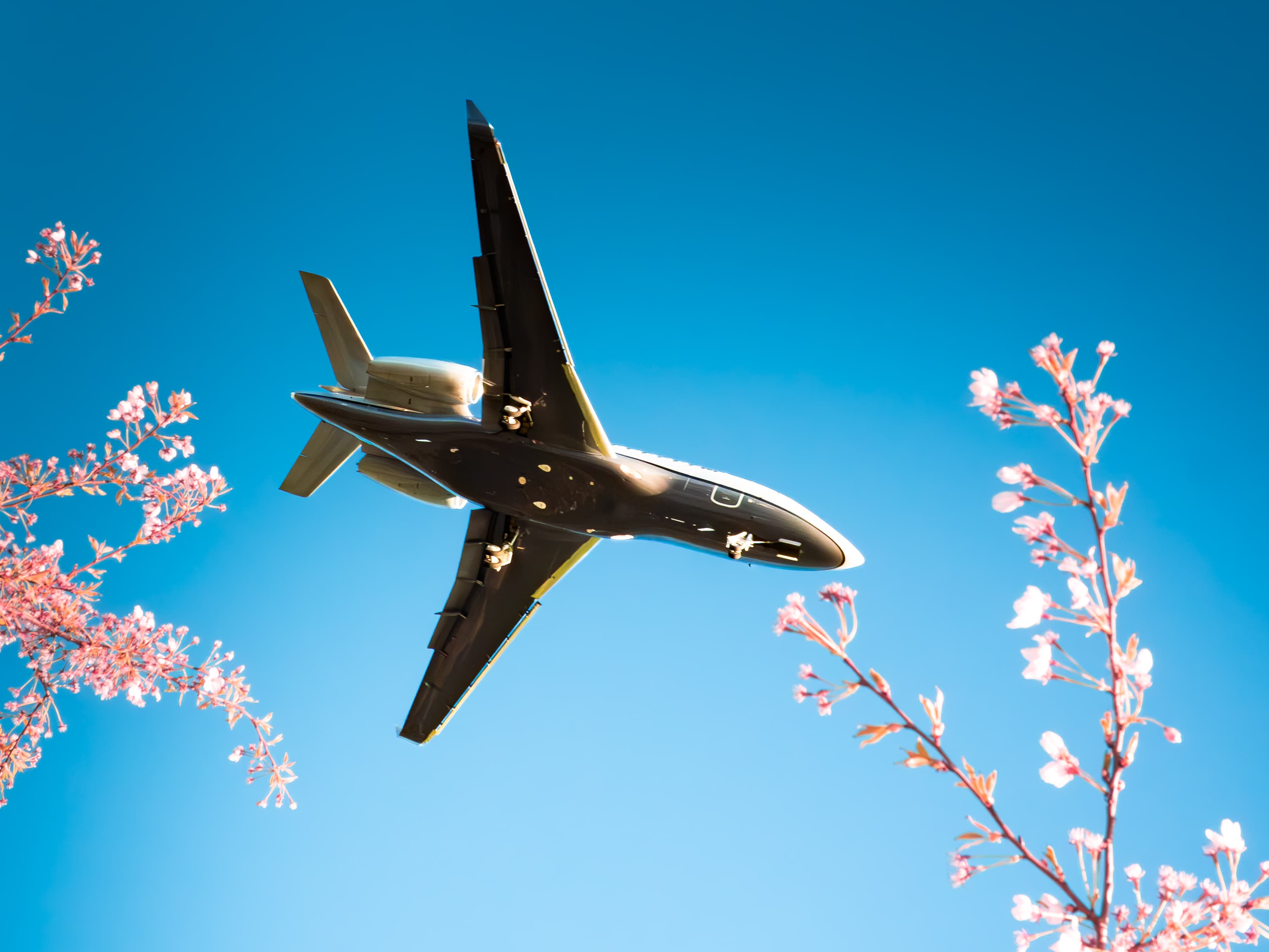 Cherry blossom private jet