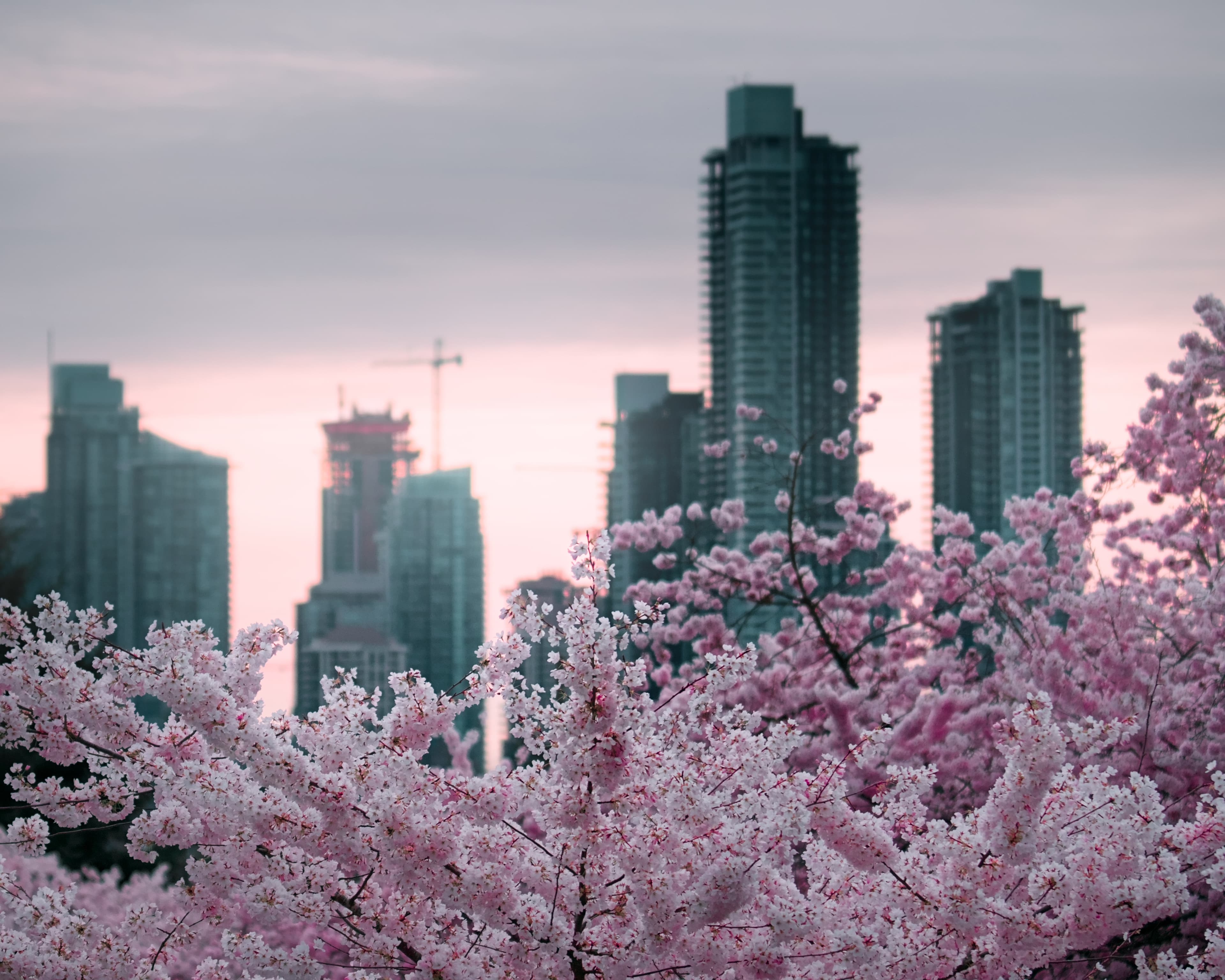 Cherry buildings
