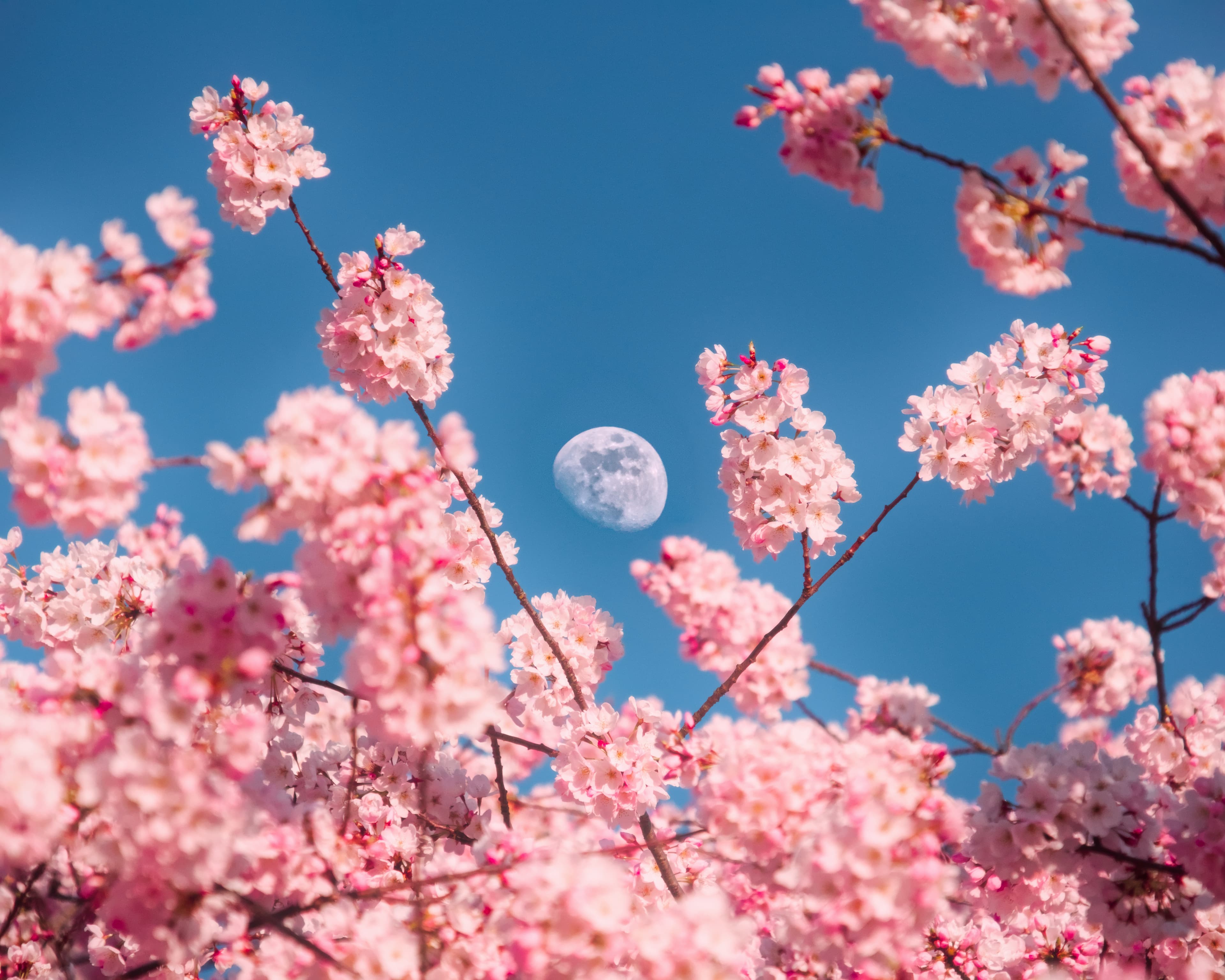 Moon and blossom