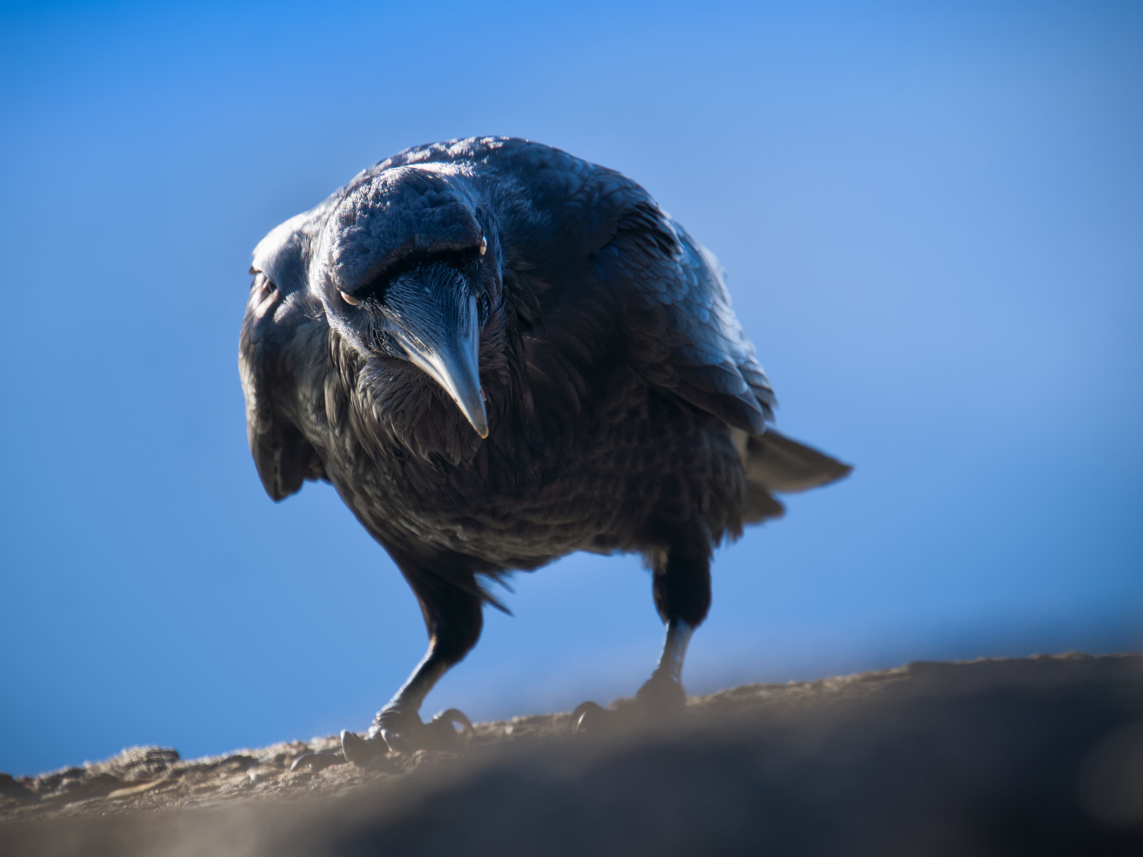 Raven close-up