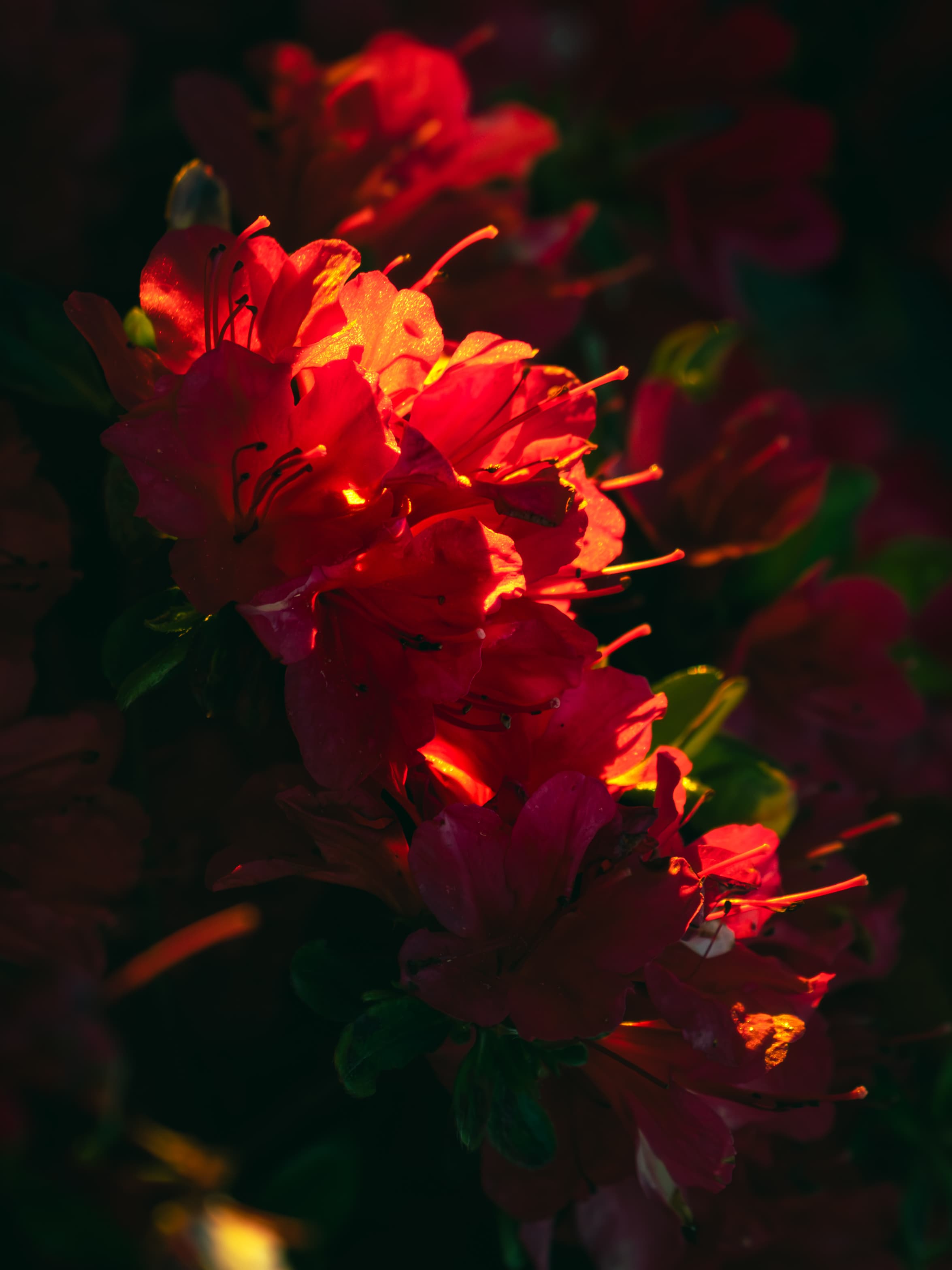 Red glowing flowers