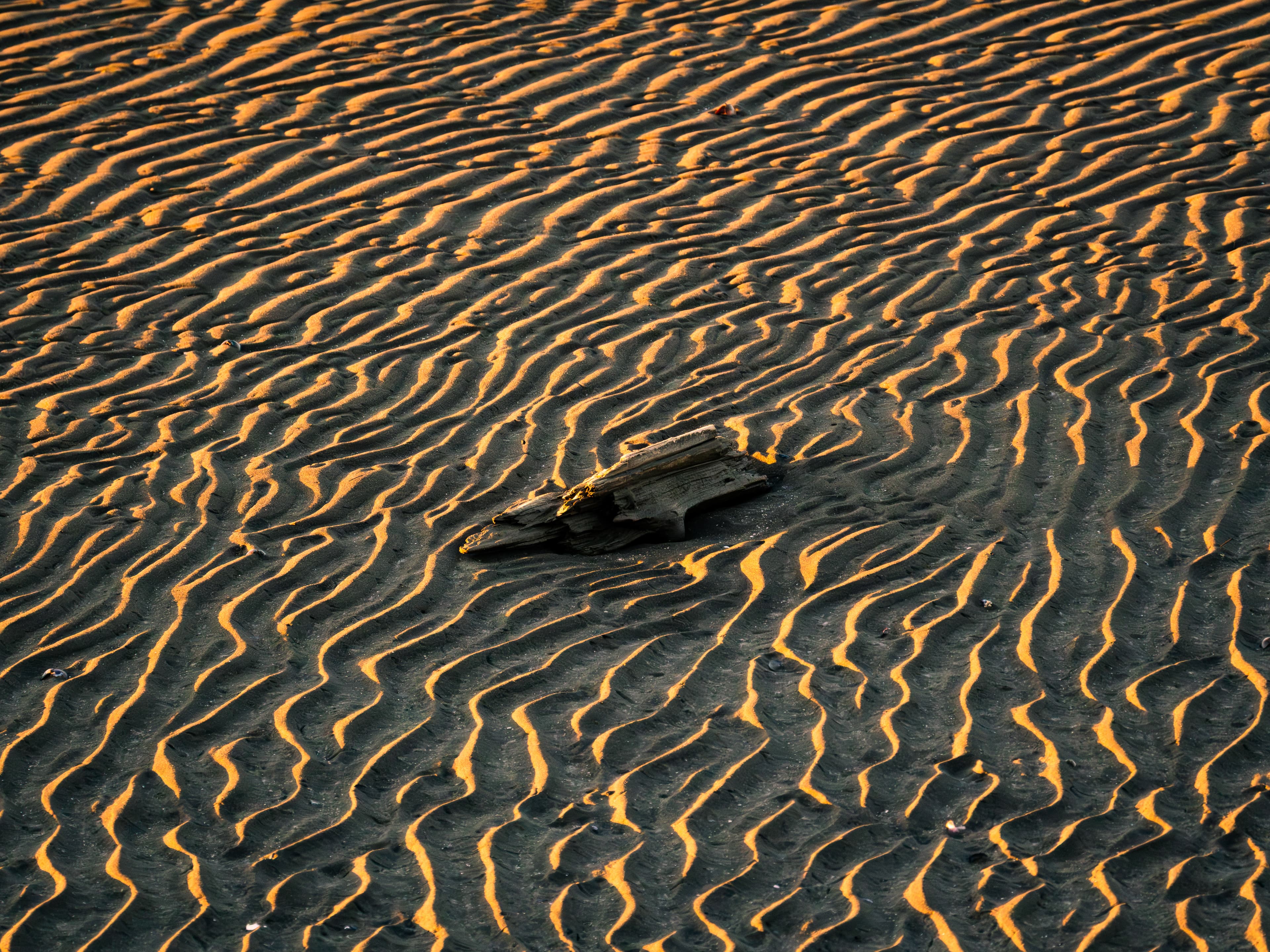Sandy driftwood