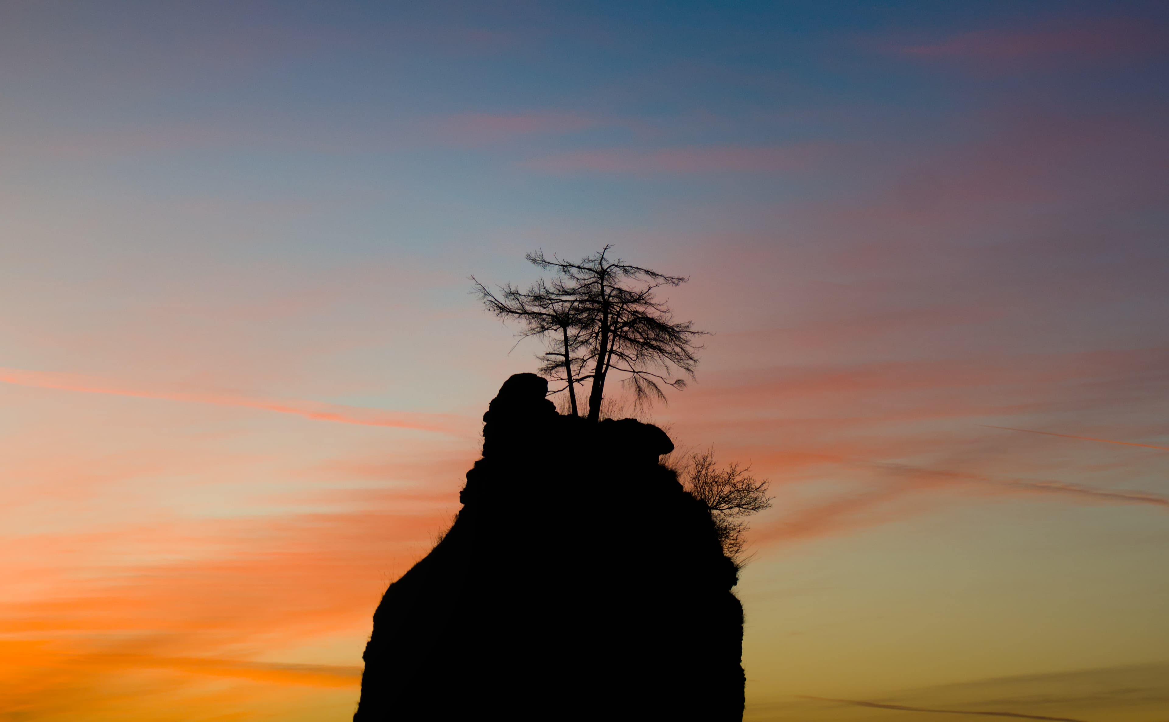 Stanley Park silhouette