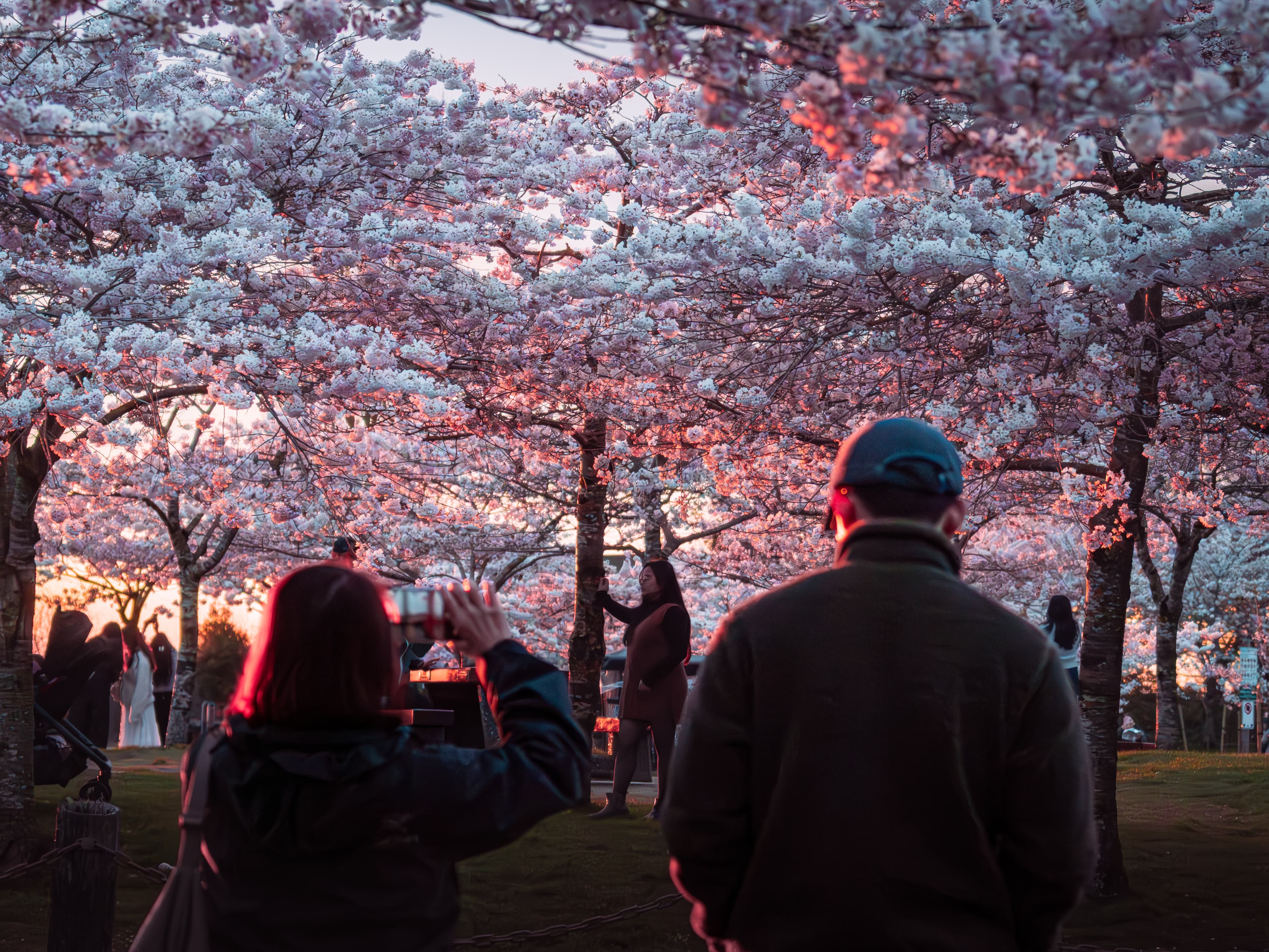 Blossom Portraits