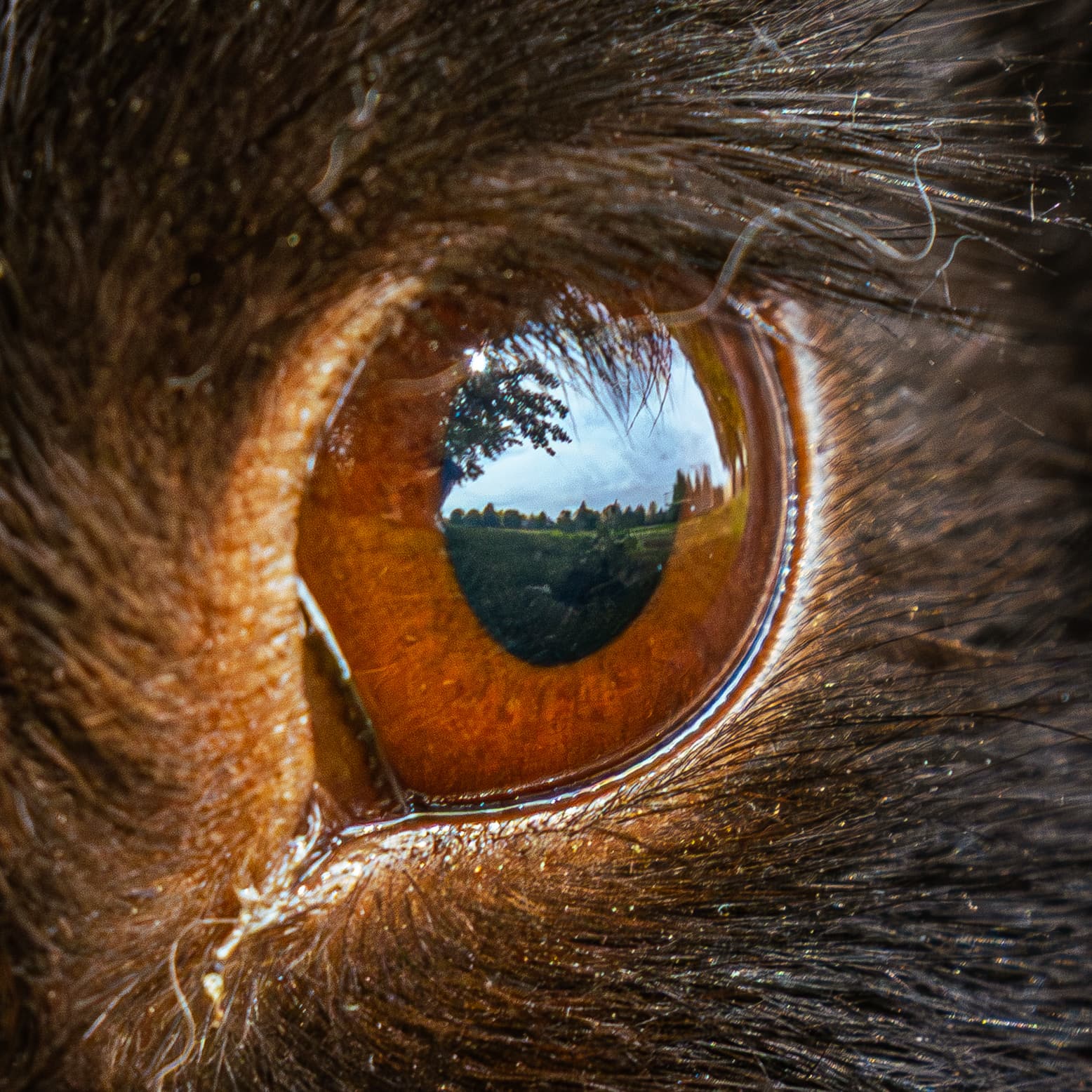 Bunny eye