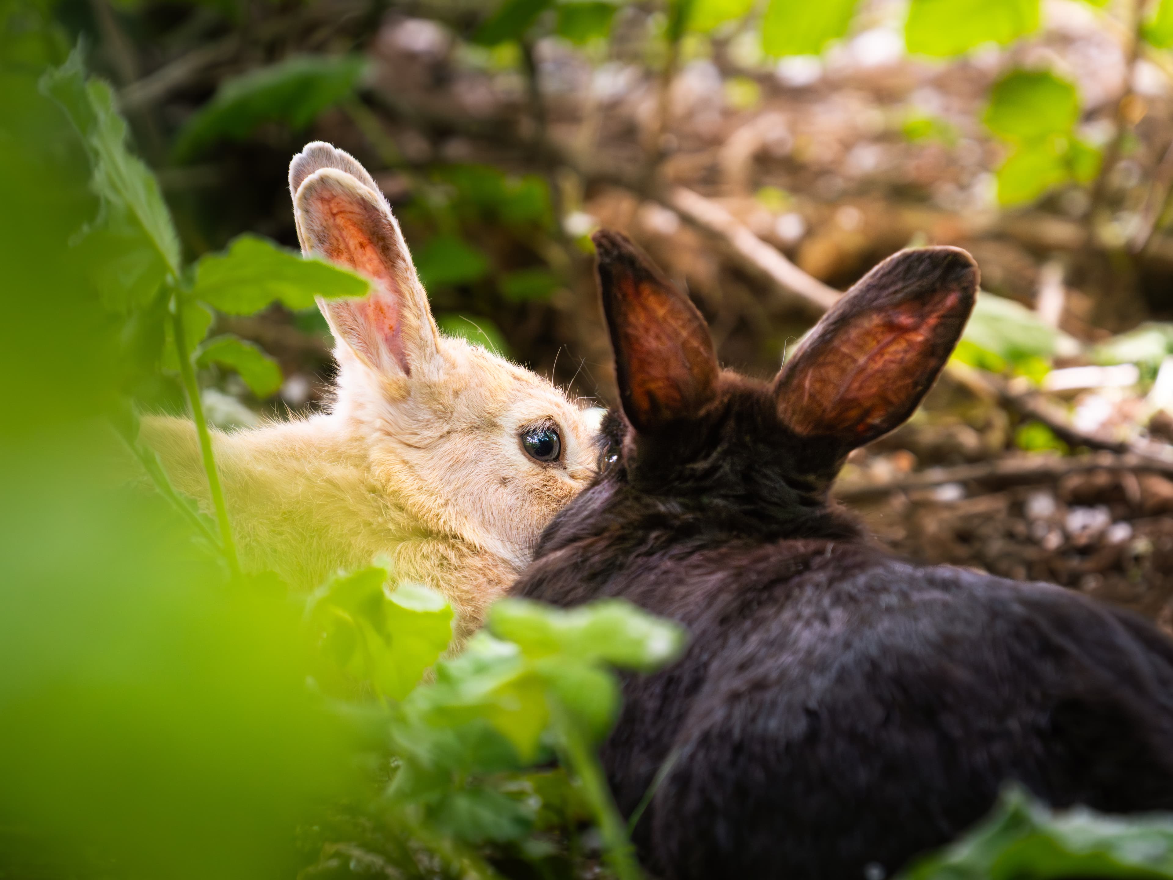 Bunnies