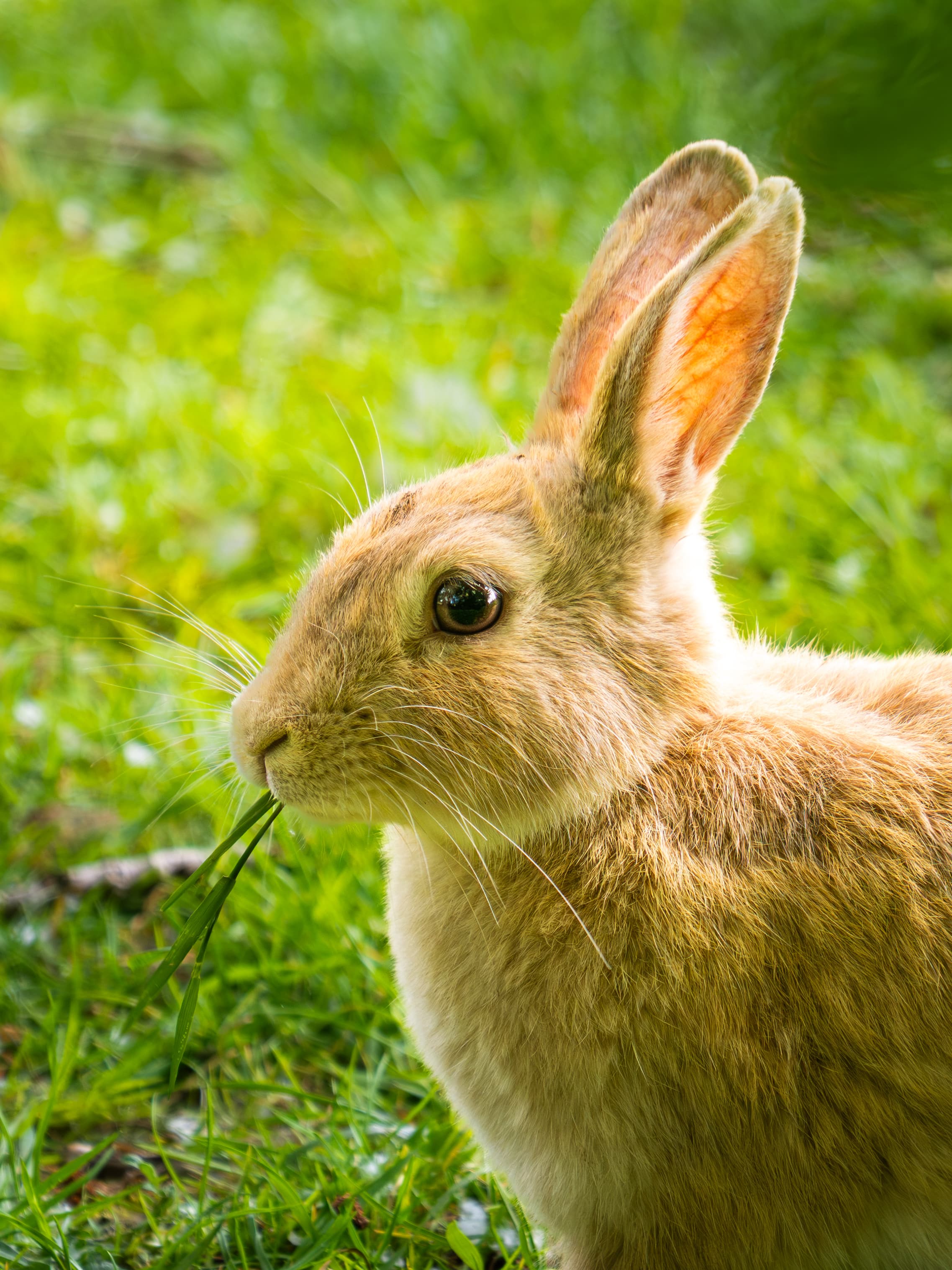Chewing bunny