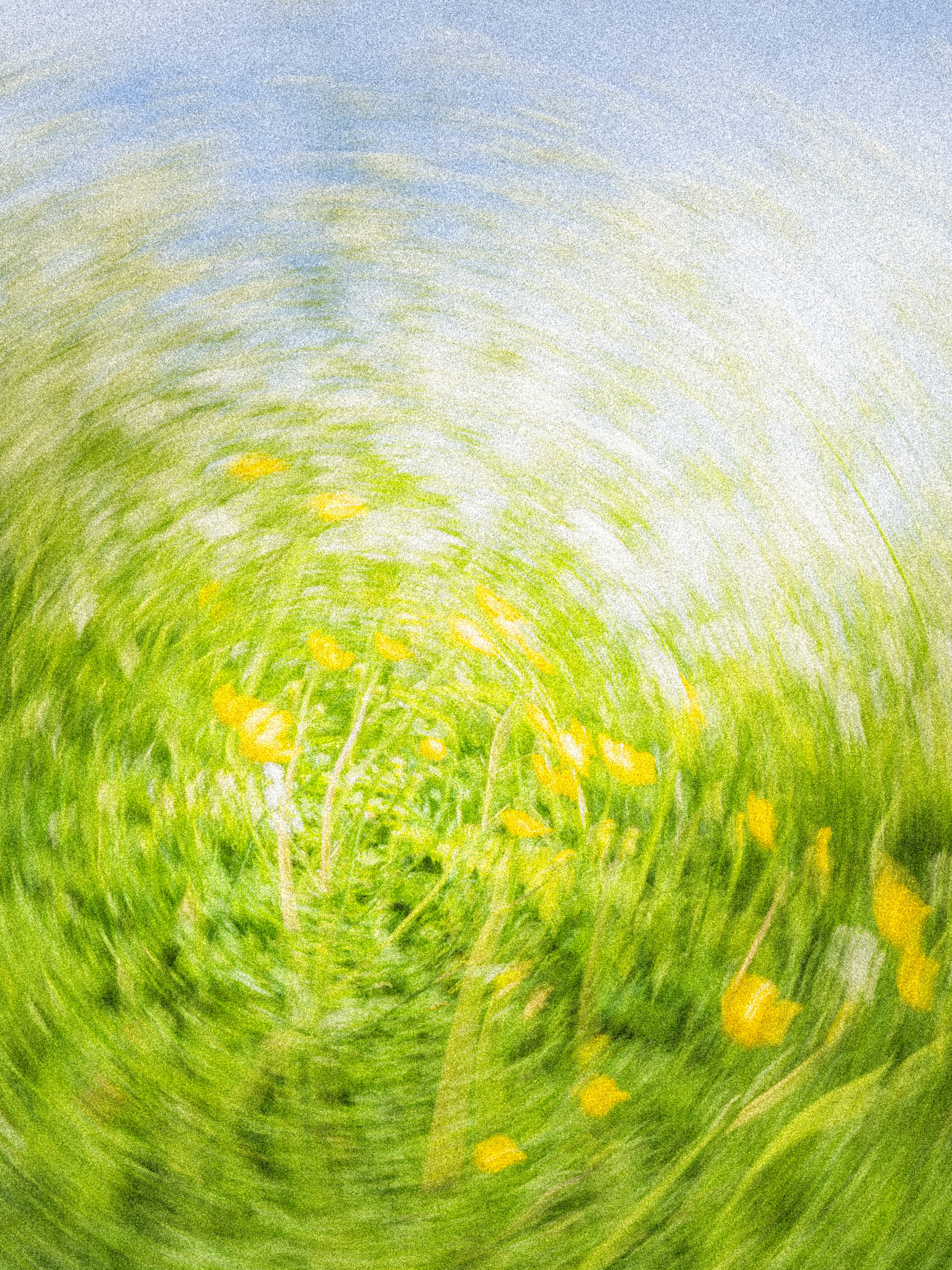 Flower Field