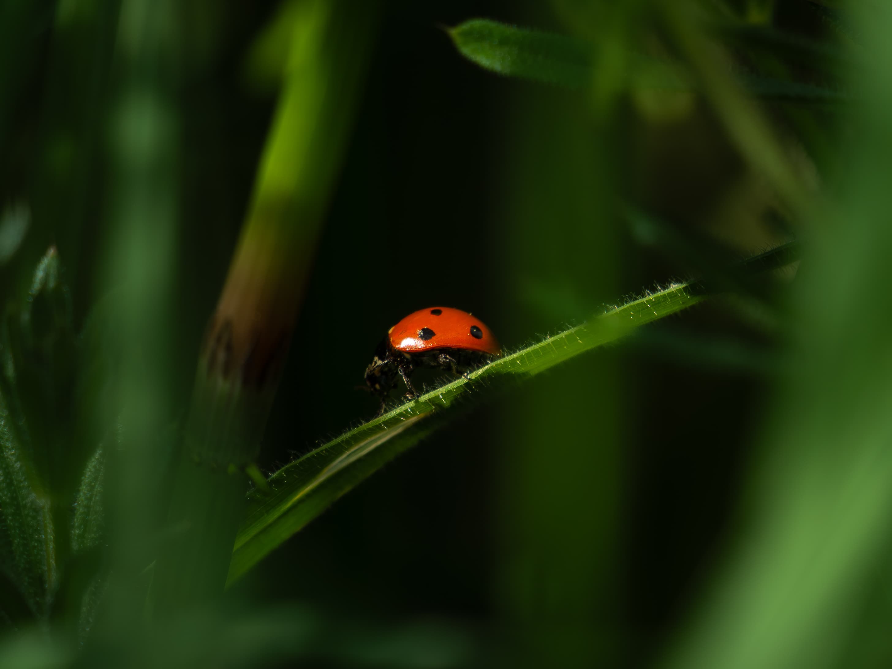 Ladybug