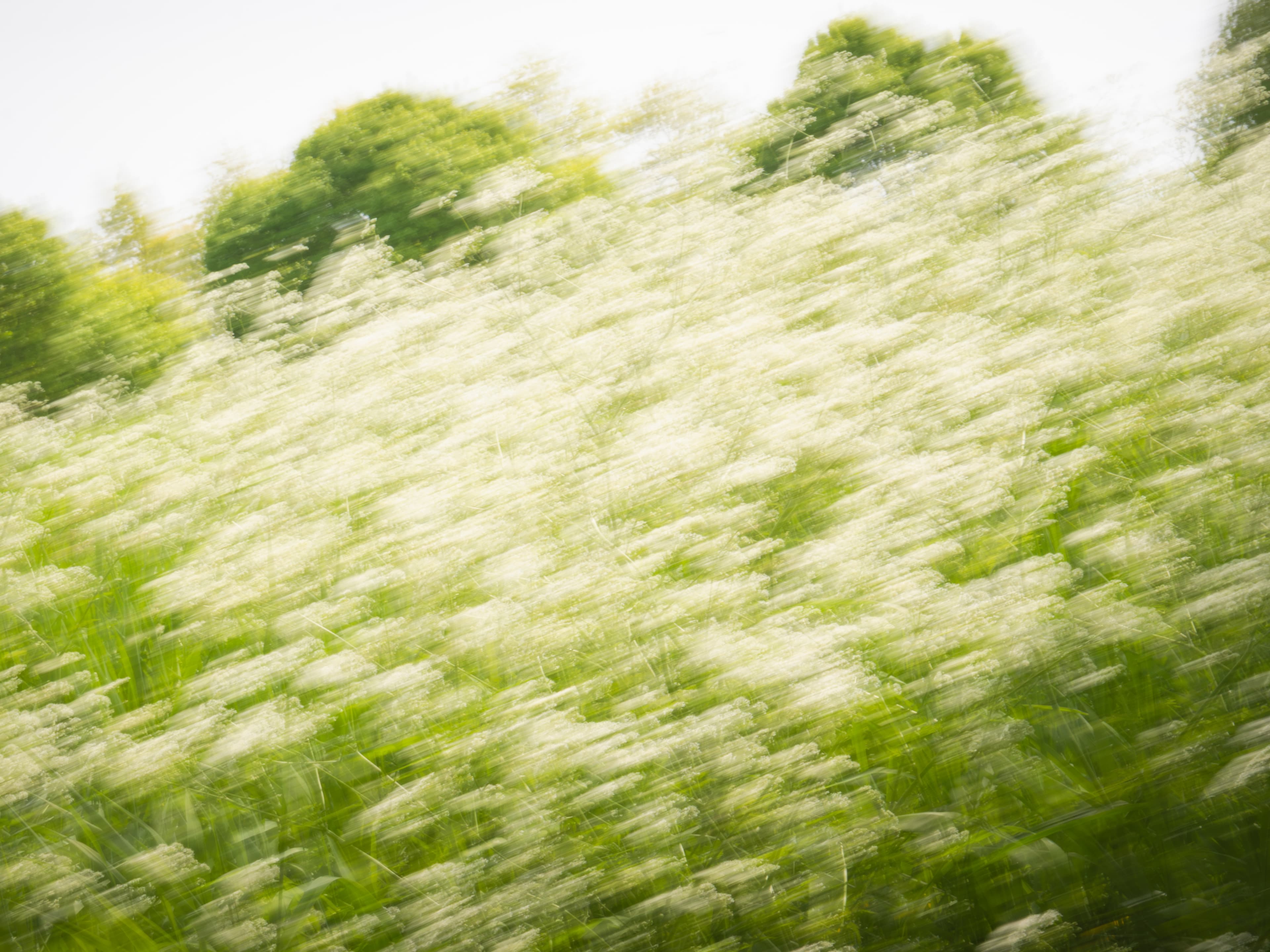 Flower Field