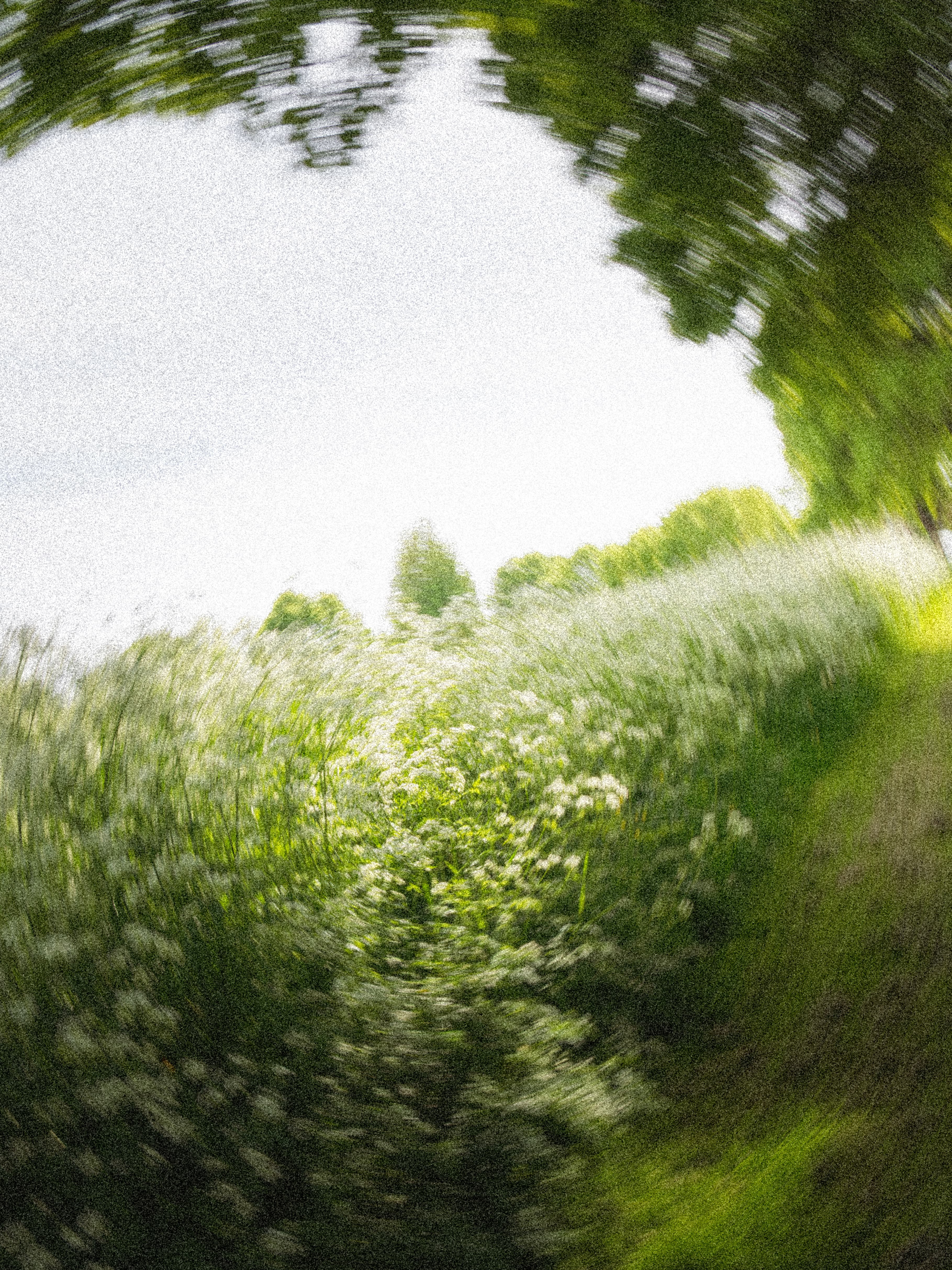 Flower Field