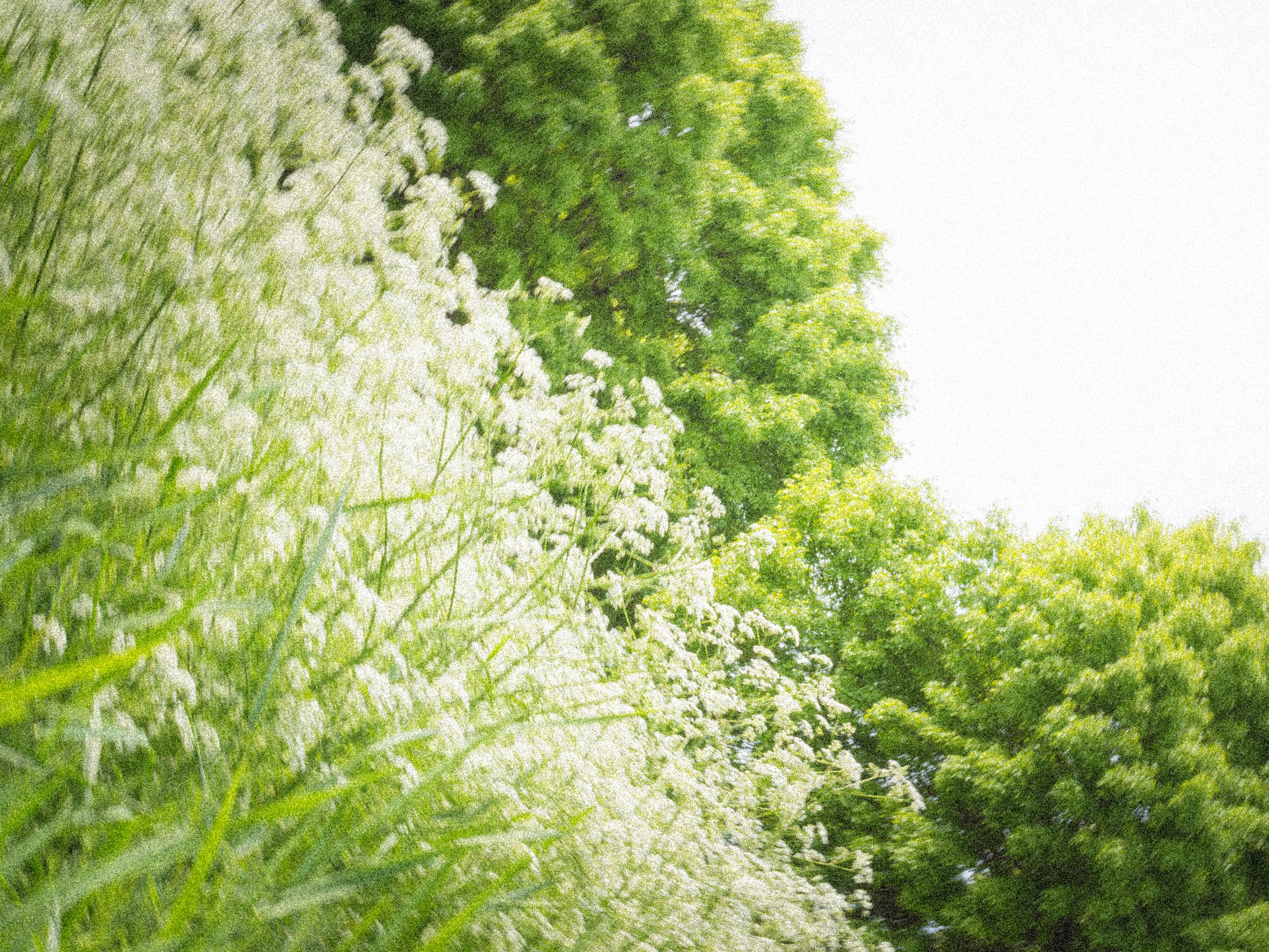 Flower field