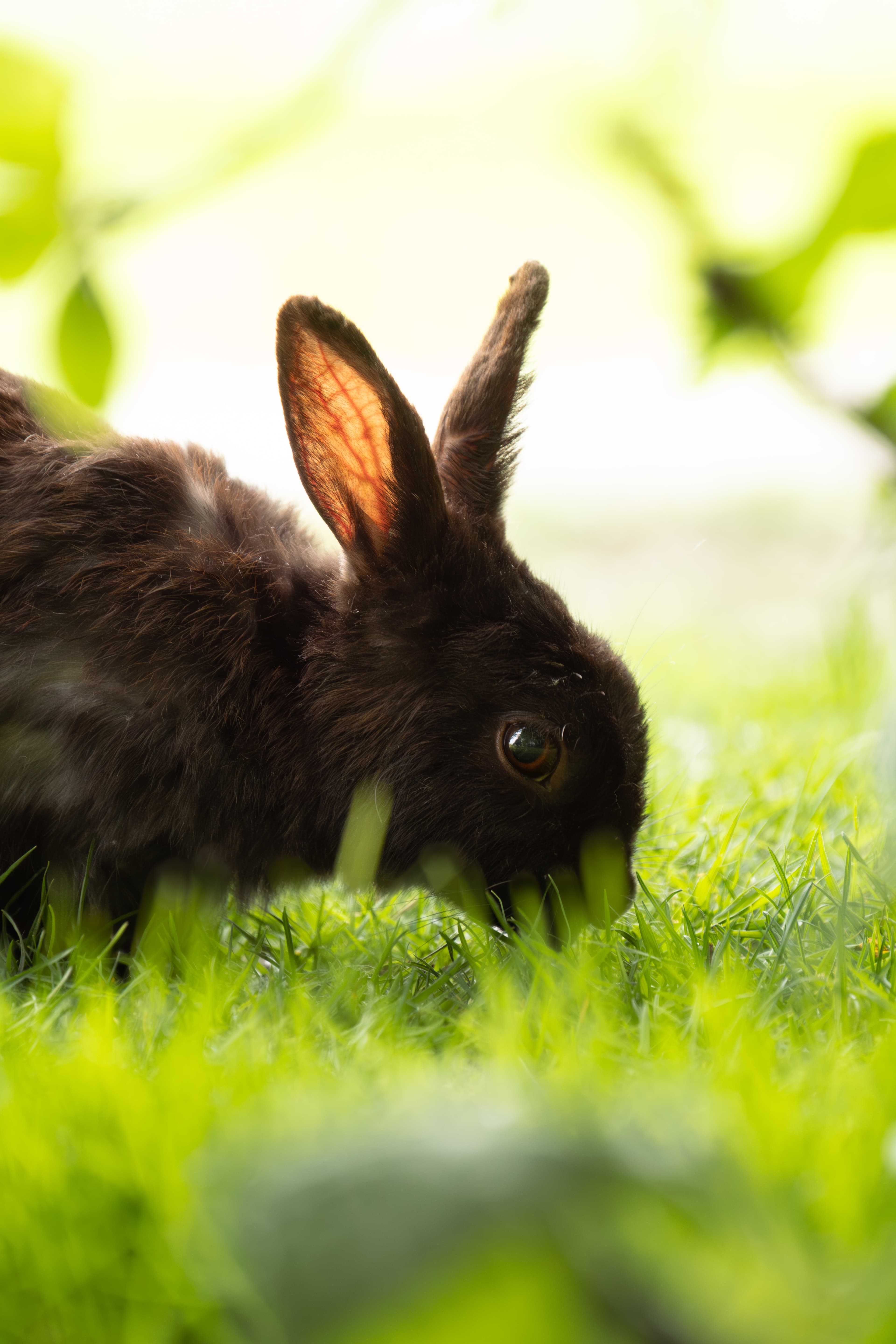 Bunnies