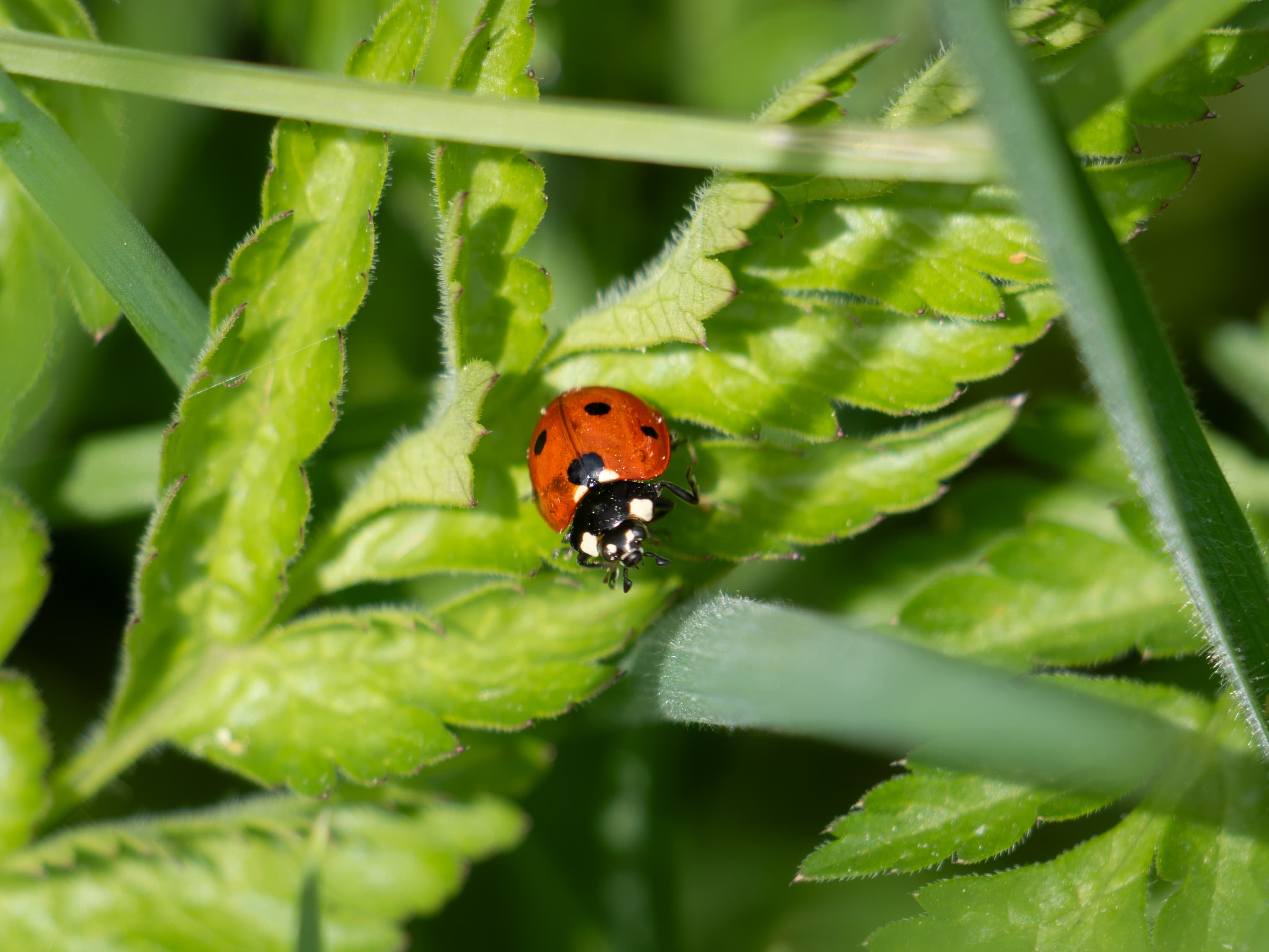 Ladybug