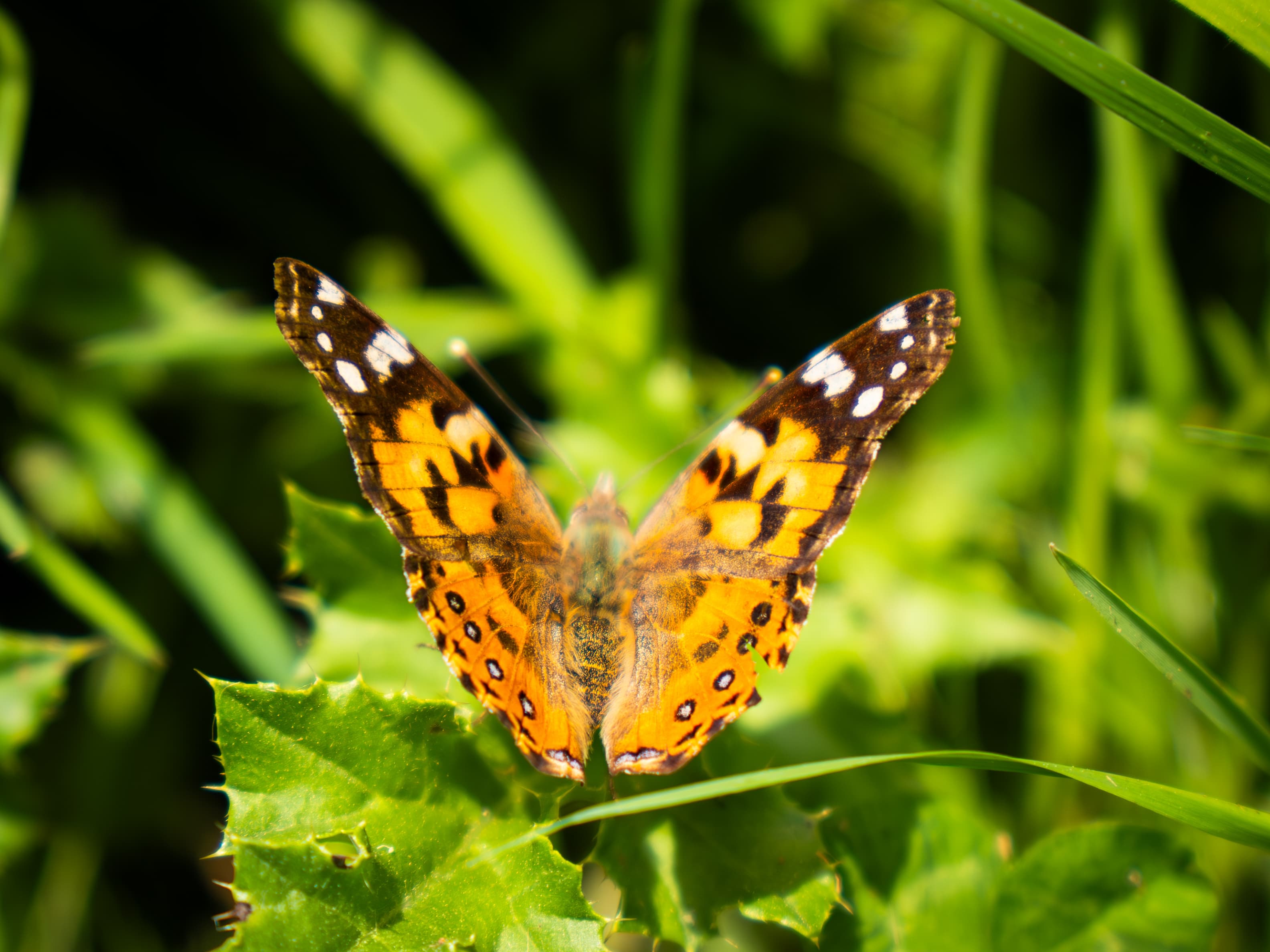 Painted Lady Butterfly