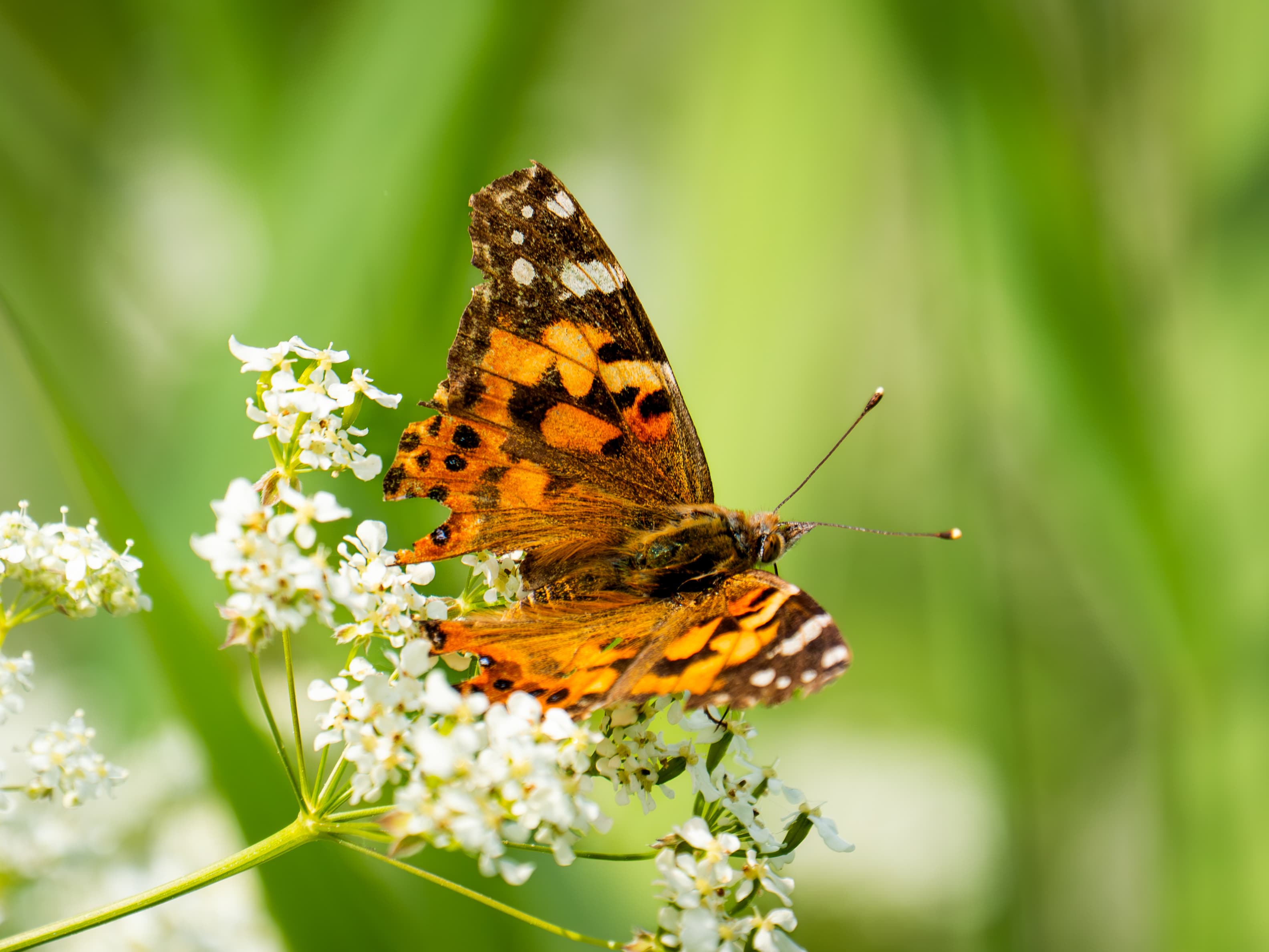 Painted Lady Butterfly