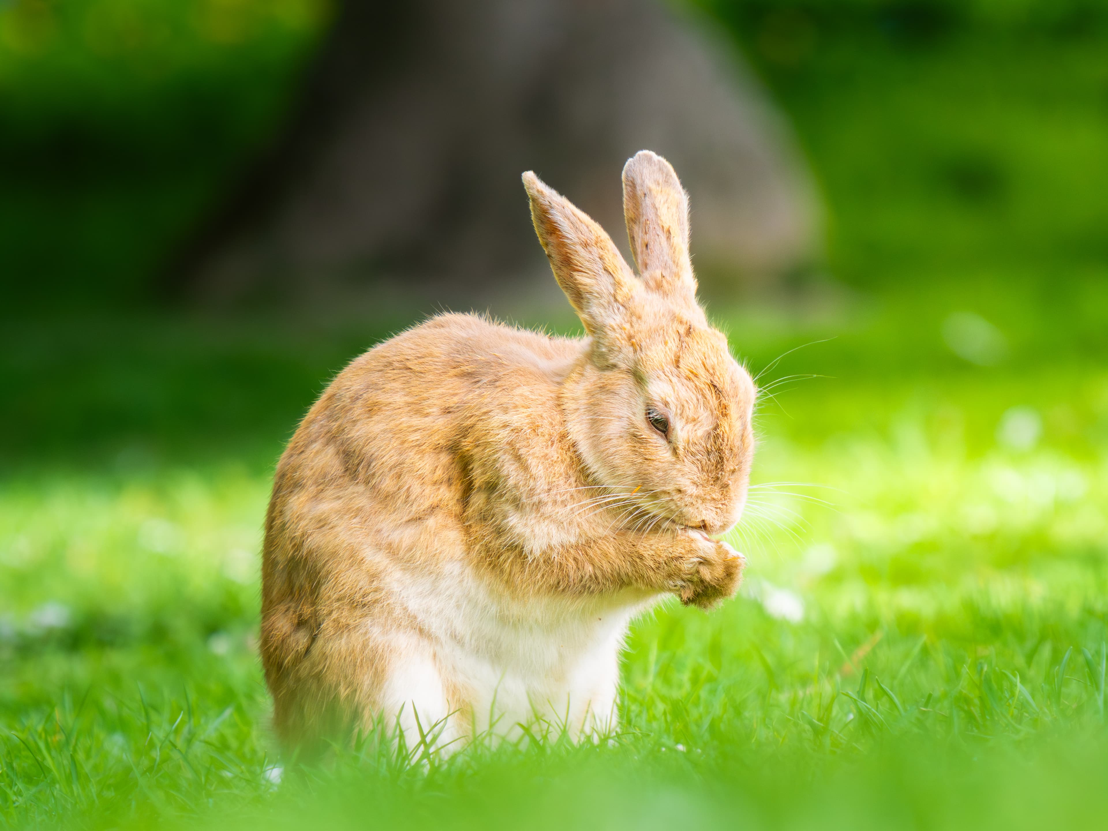 Praying bunny