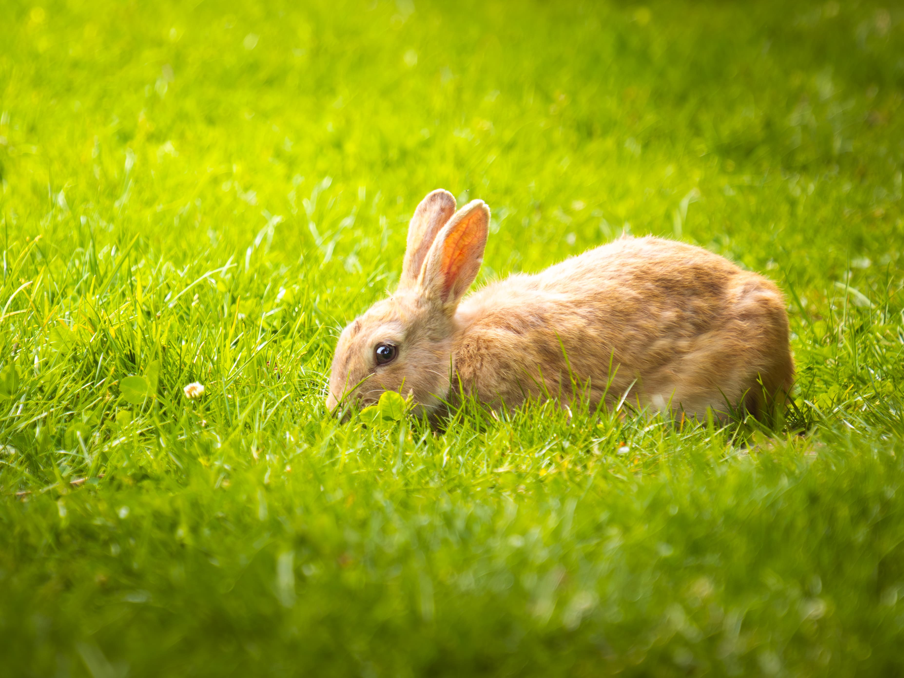 Bunnies