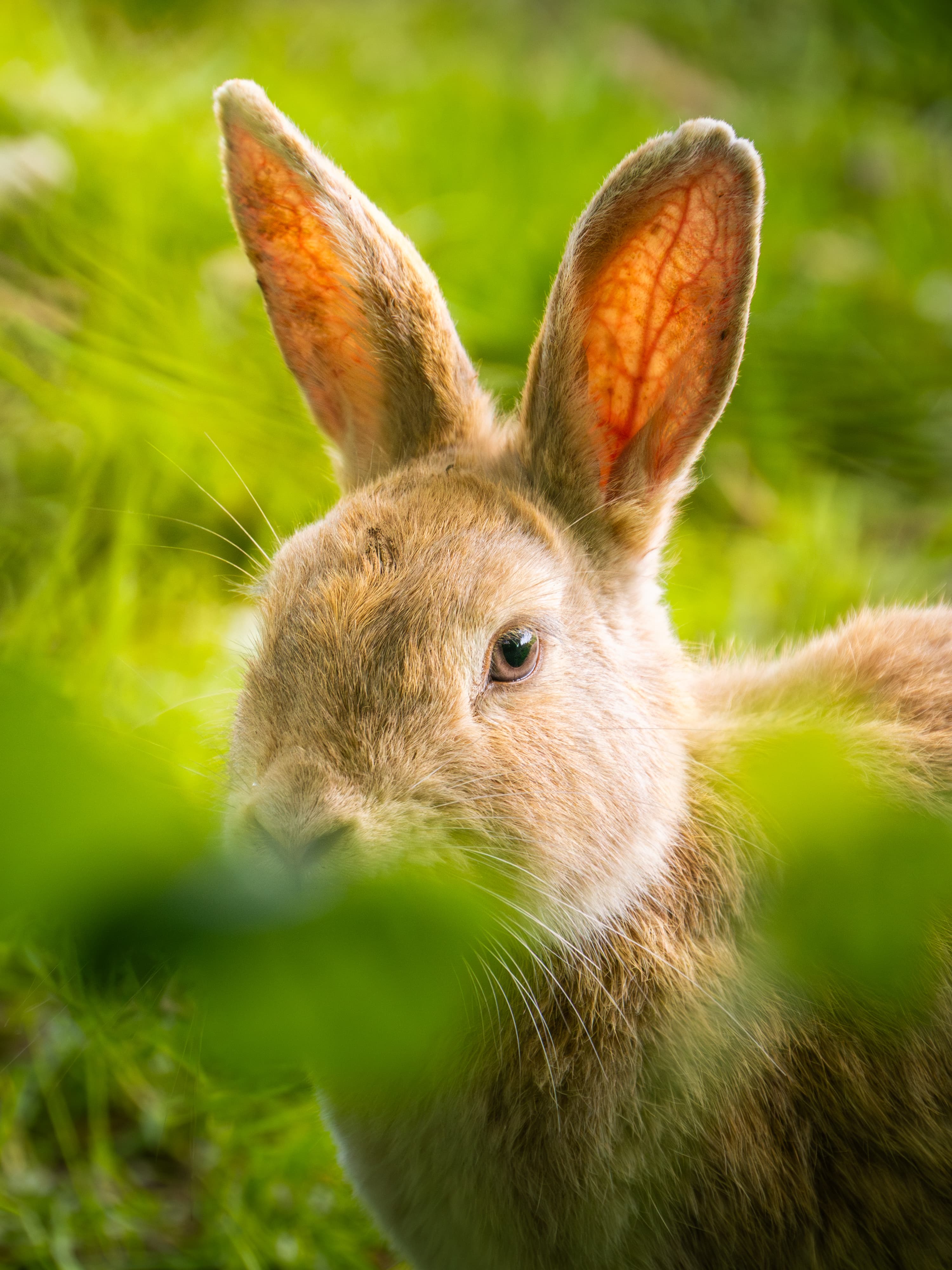 Bunnies