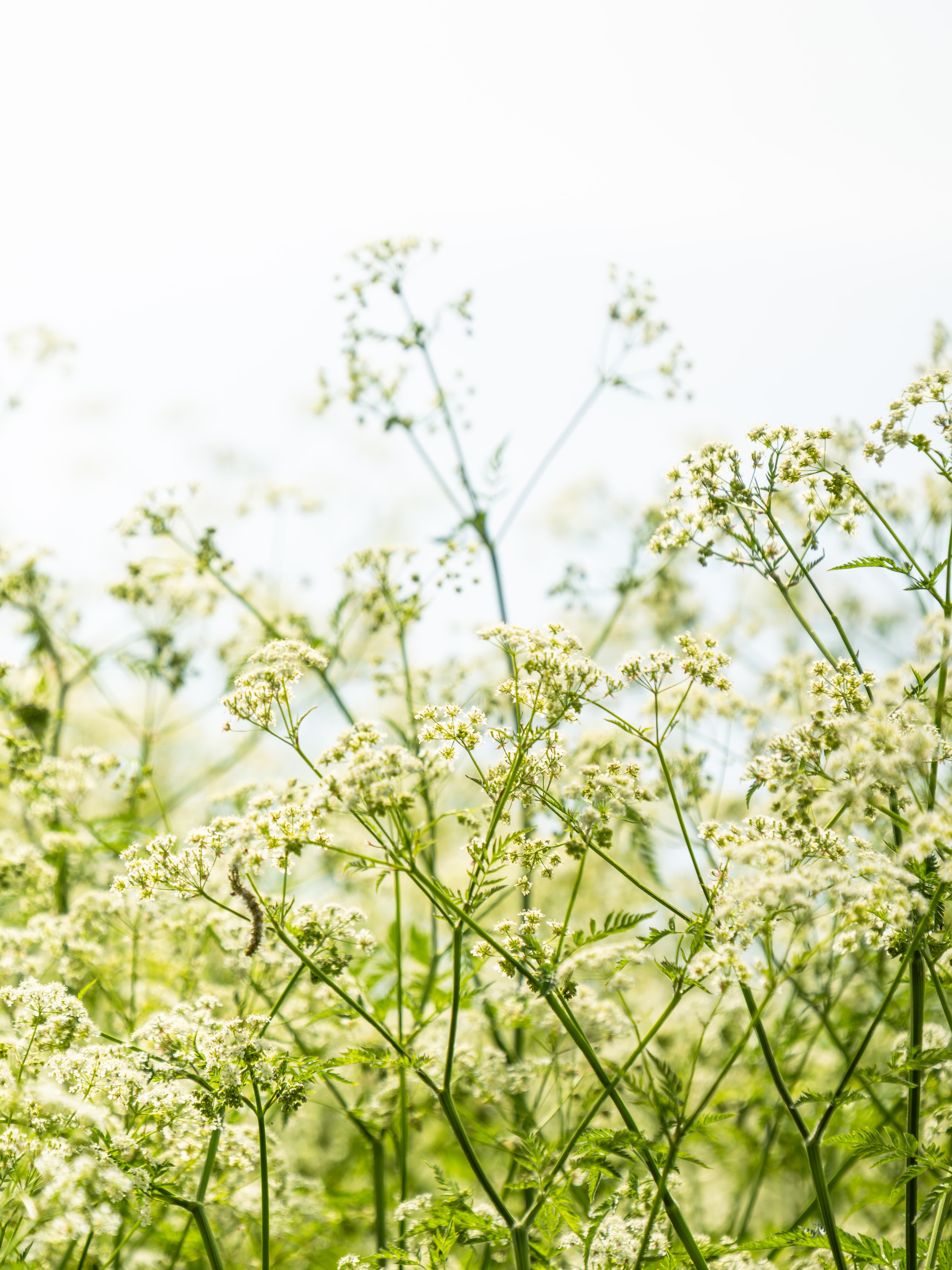 Stationary flowers