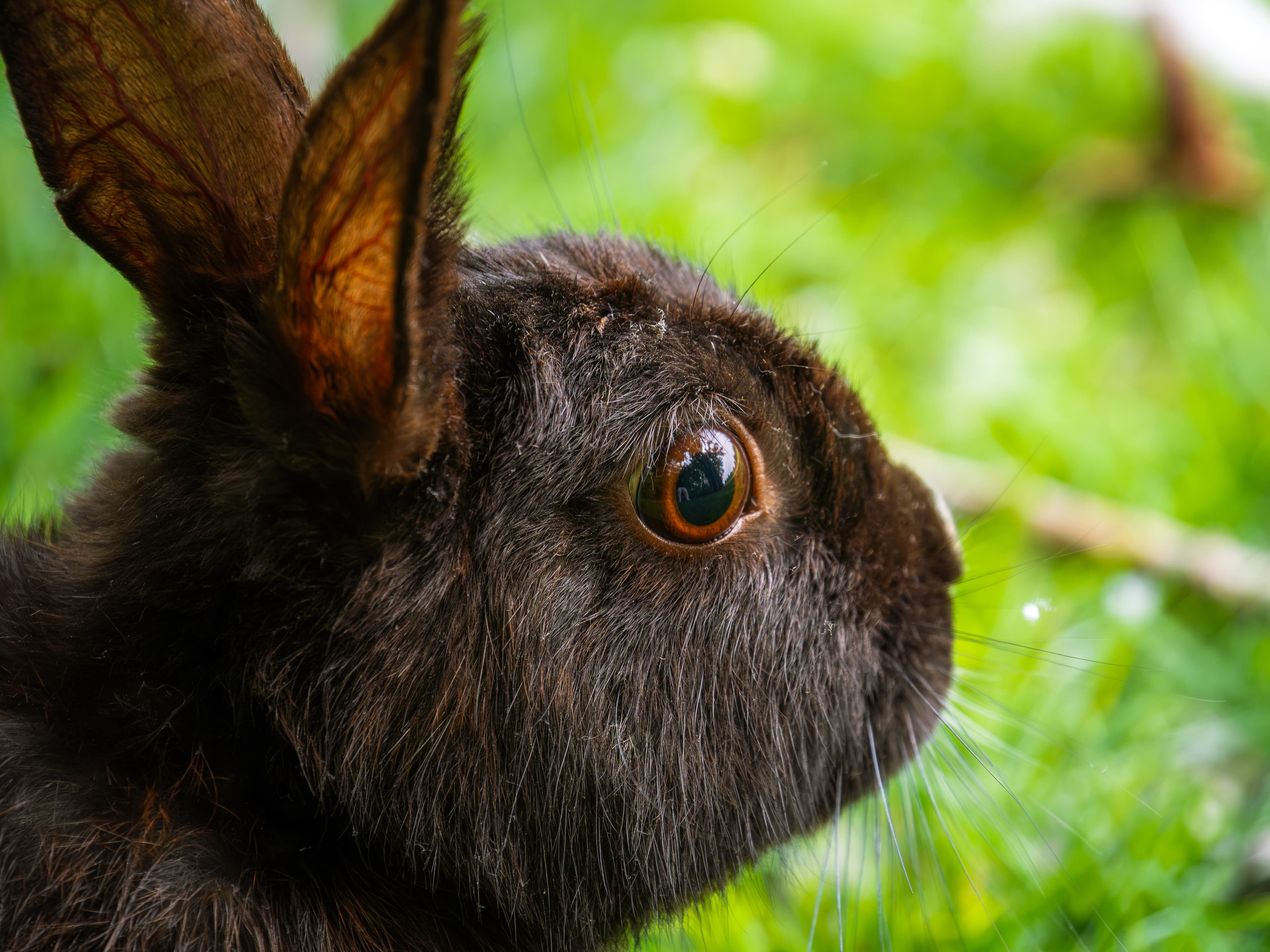 Surprised bunny