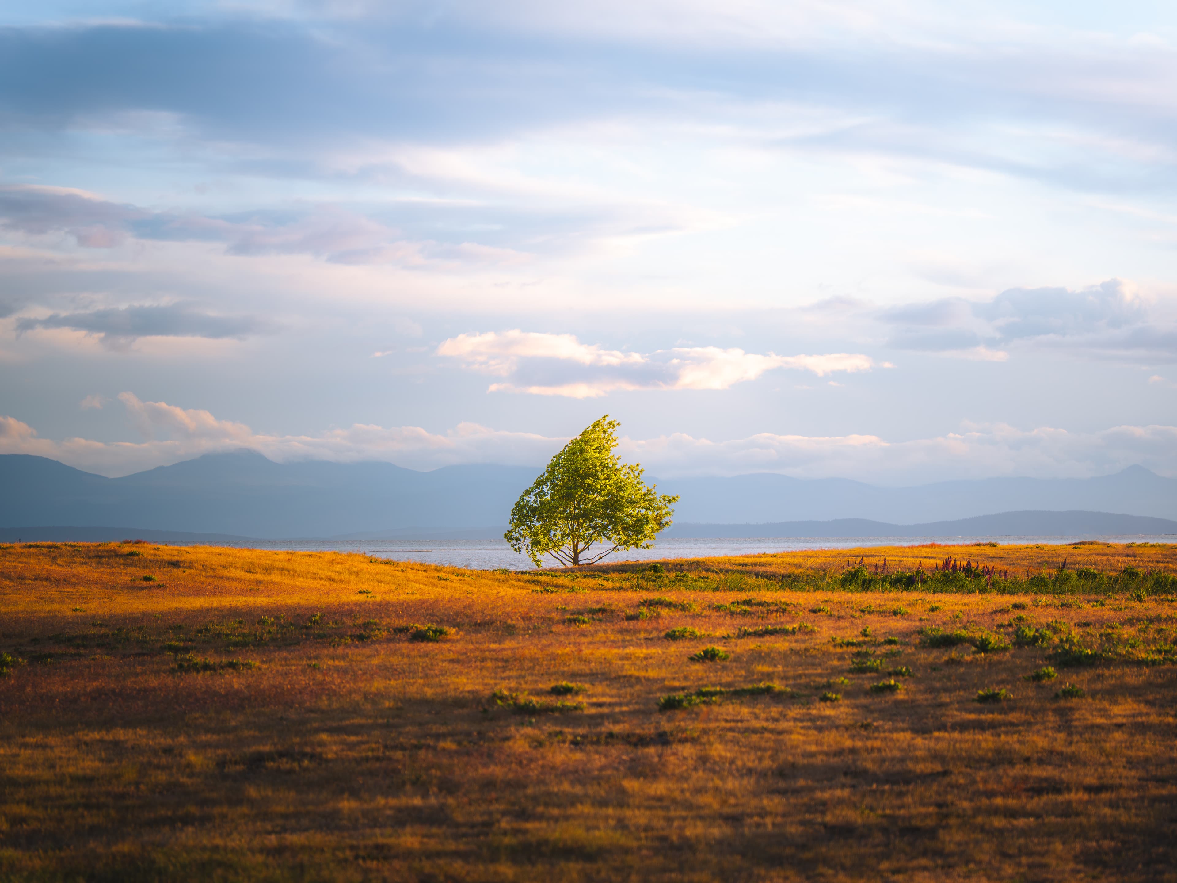 Lone tree