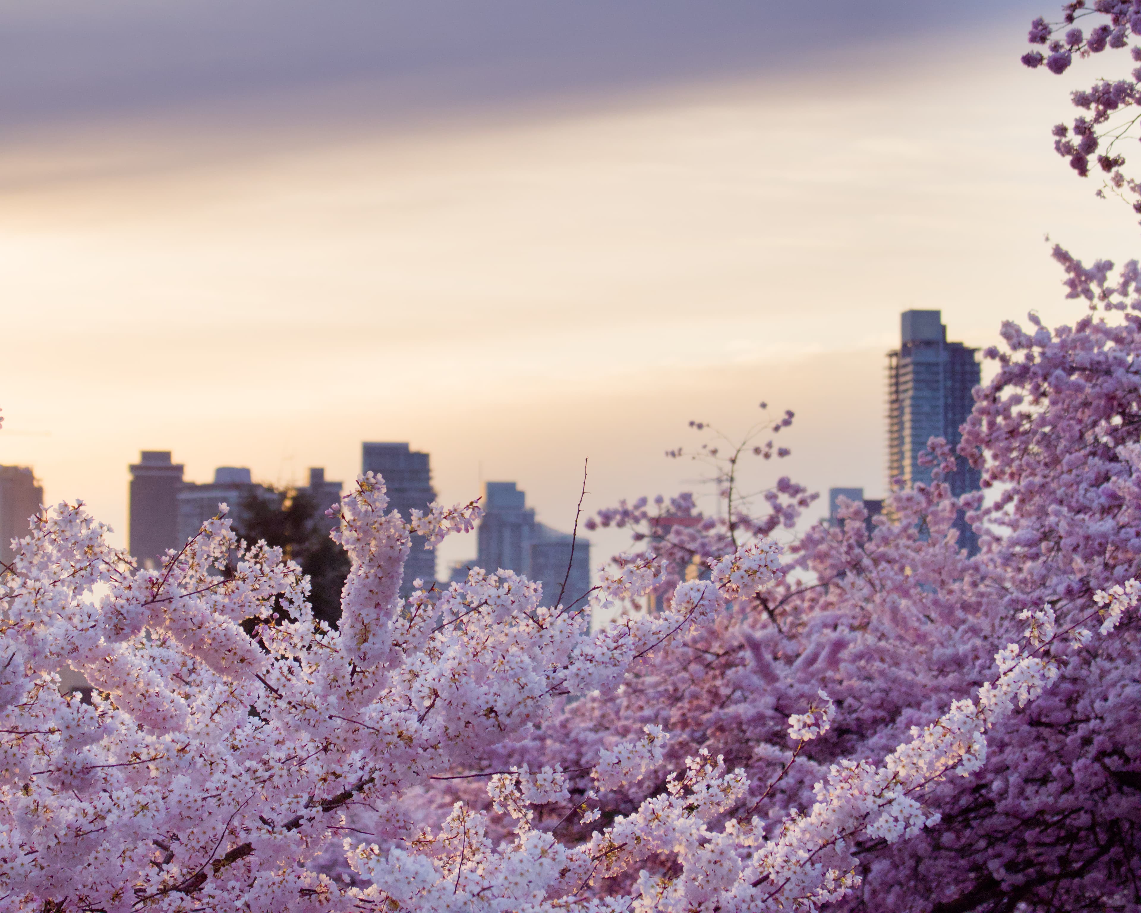 Cherry Blossom Buildings