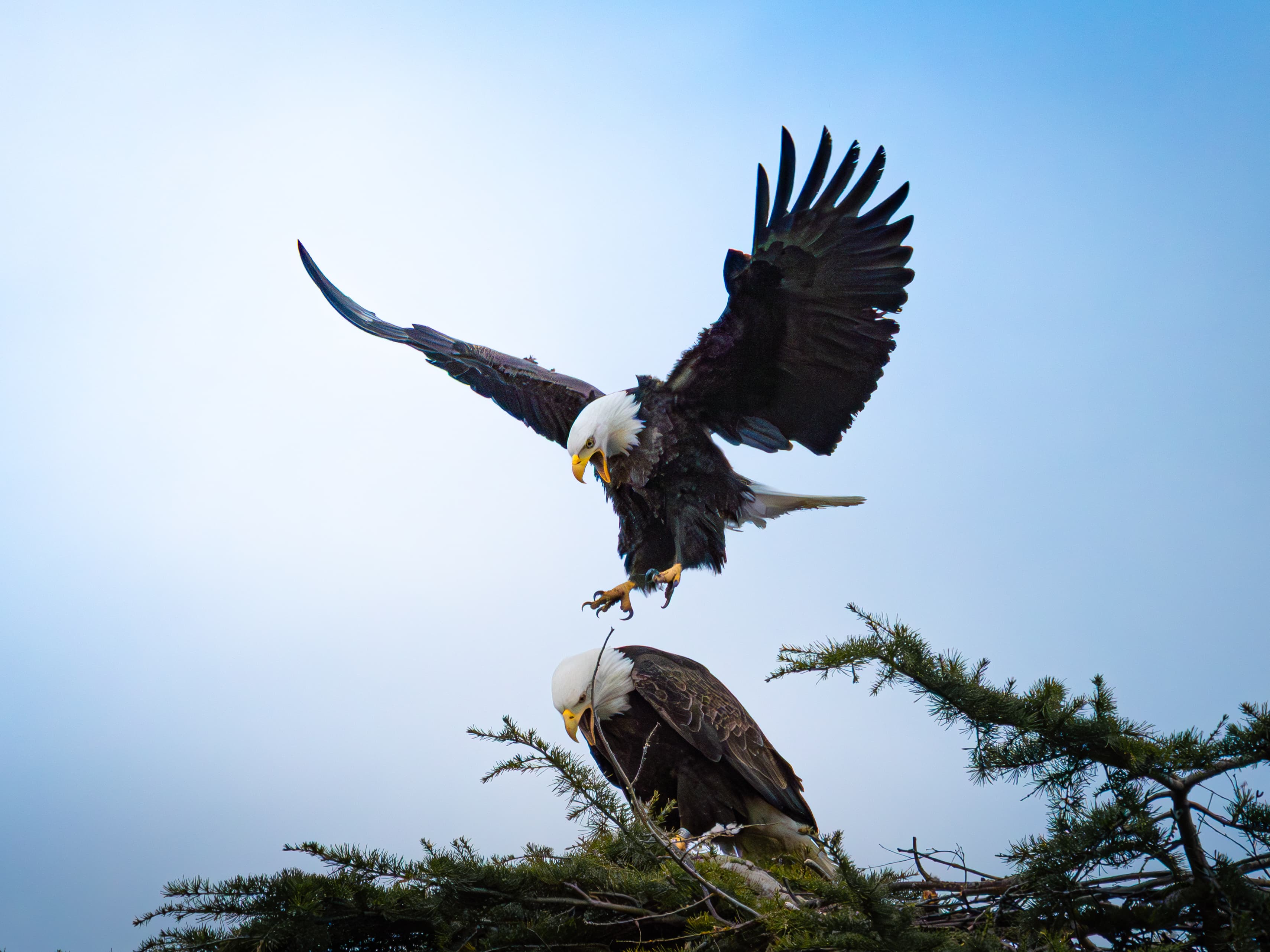 Eagle pair