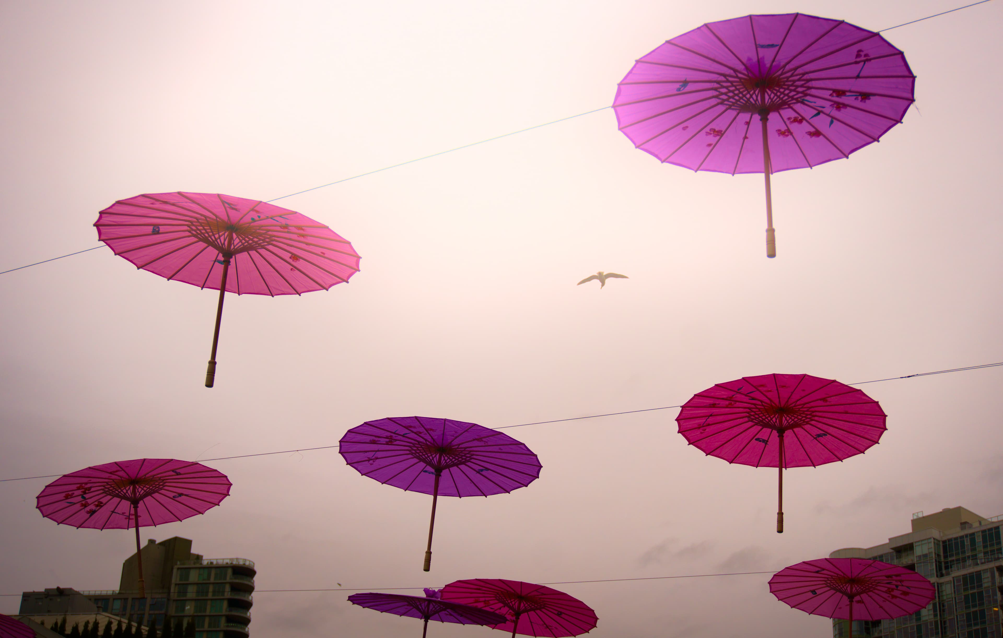 Umbrellas Study