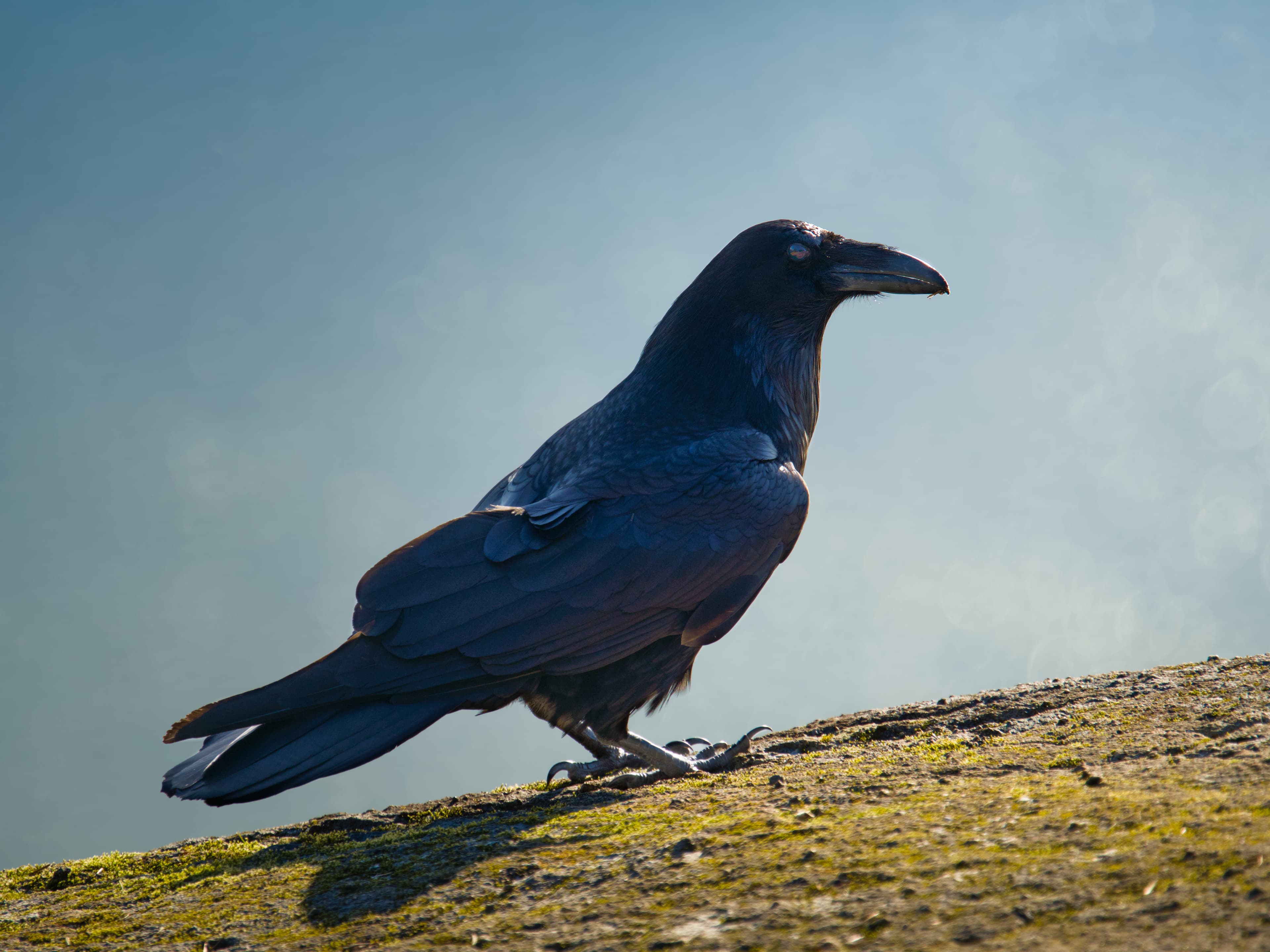 Raven Study
