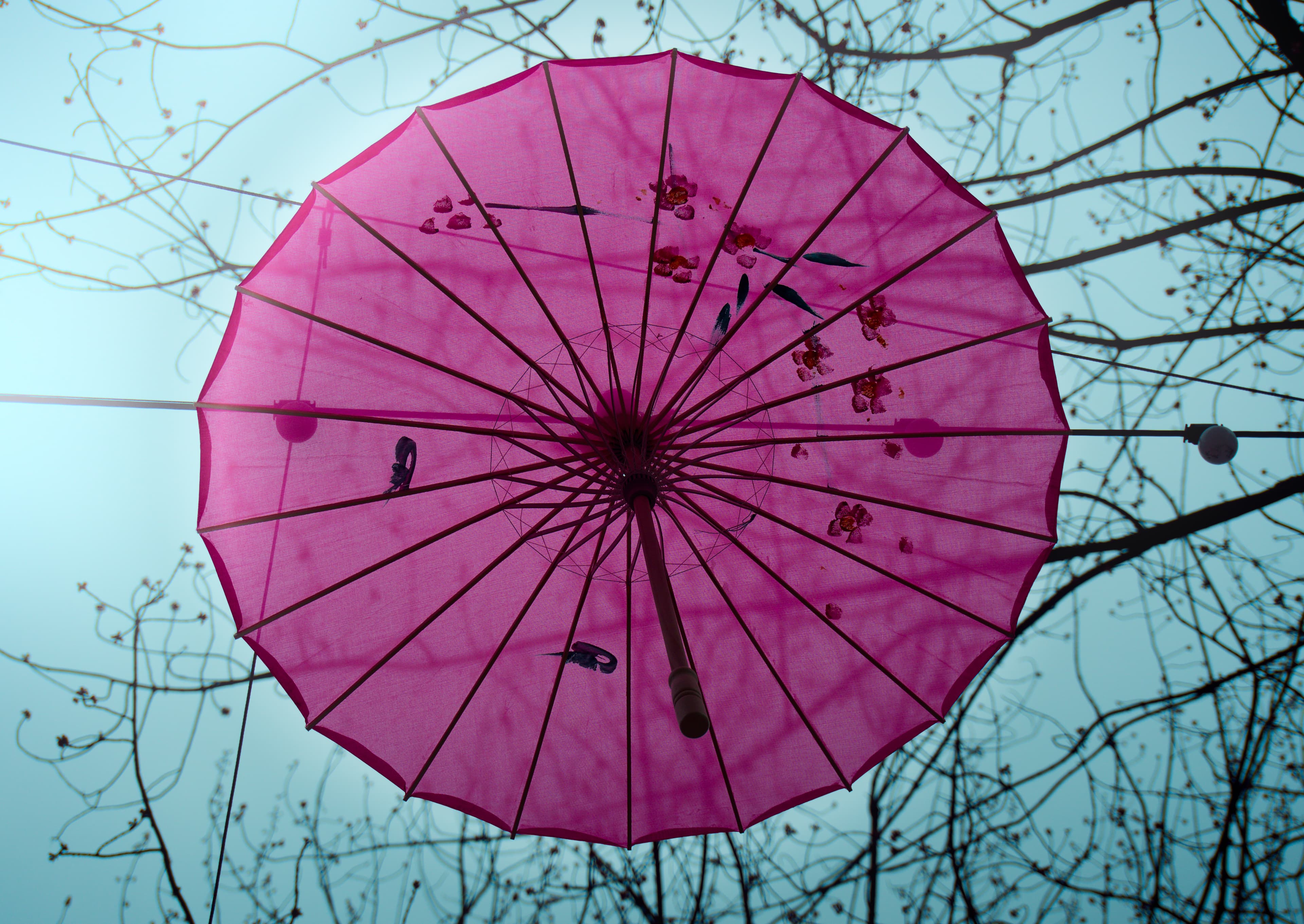 Umbrellas Study